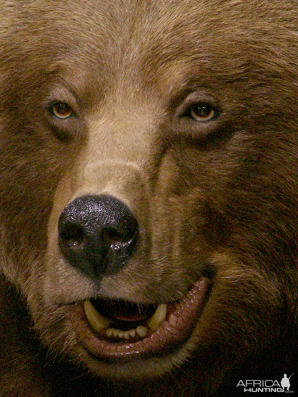 Grizzly Sow Life-size Mount Taxidermy