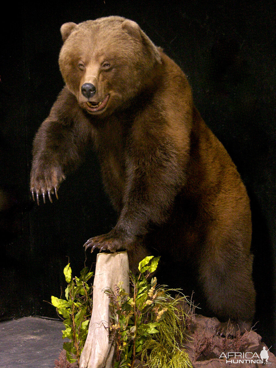 Grizzly Sow Life-size Mount Taxidermy