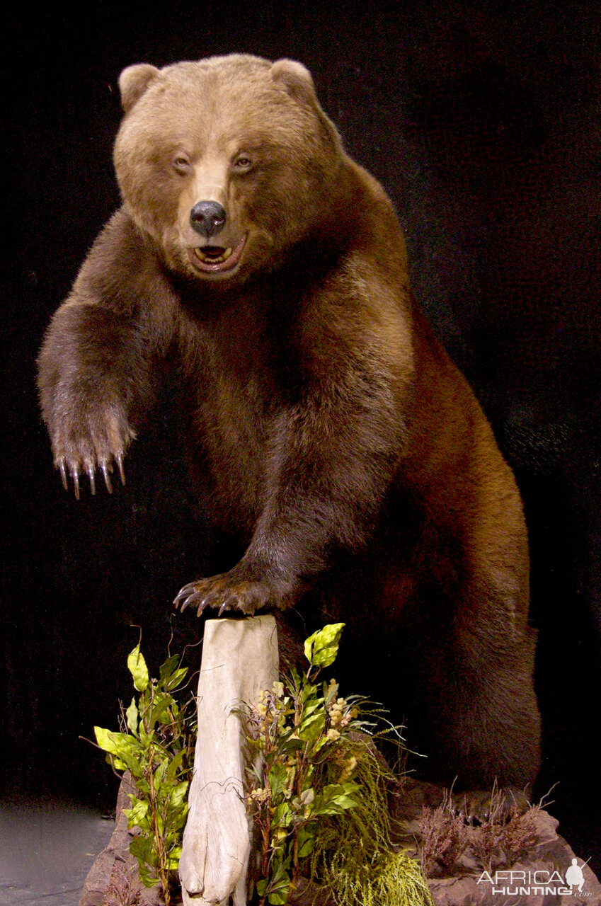 Grizzly Sow Life-size Mount Taxidermy