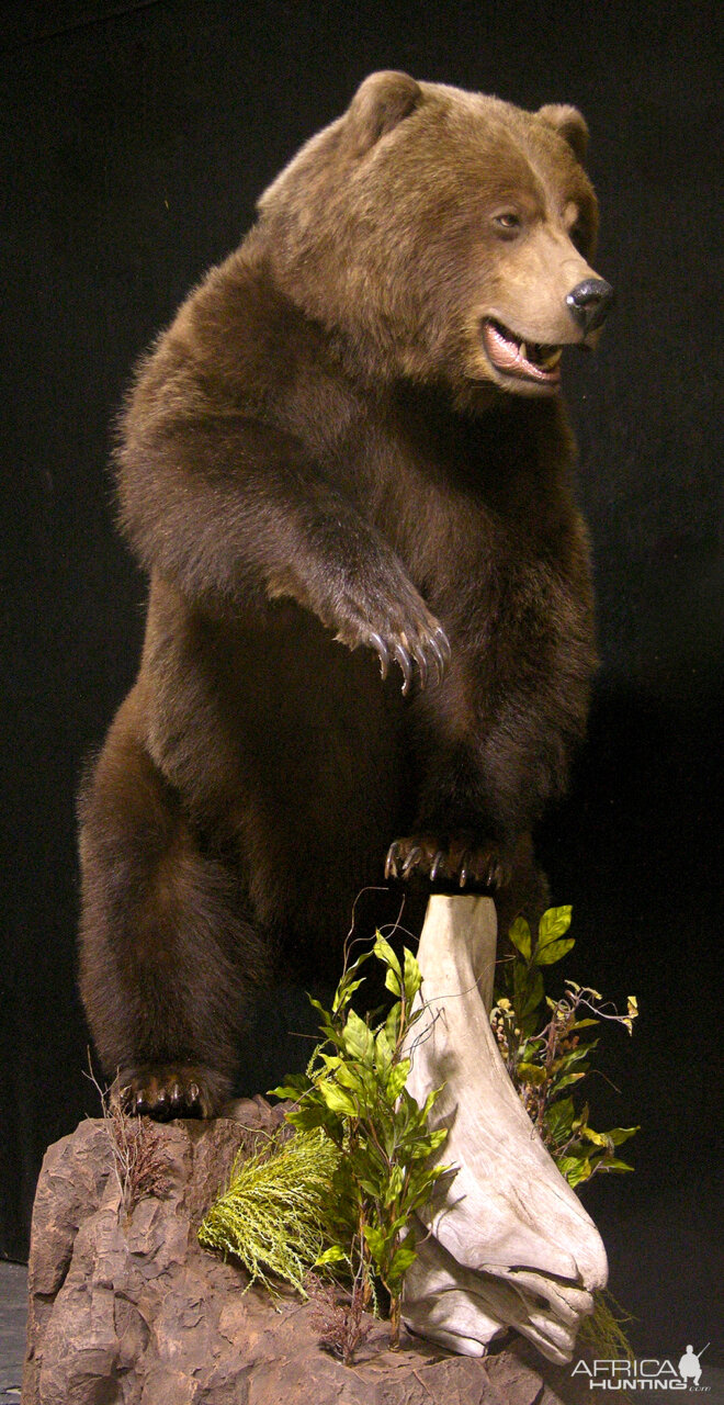 Grizzly Sow Life-size Mount Taxidermy