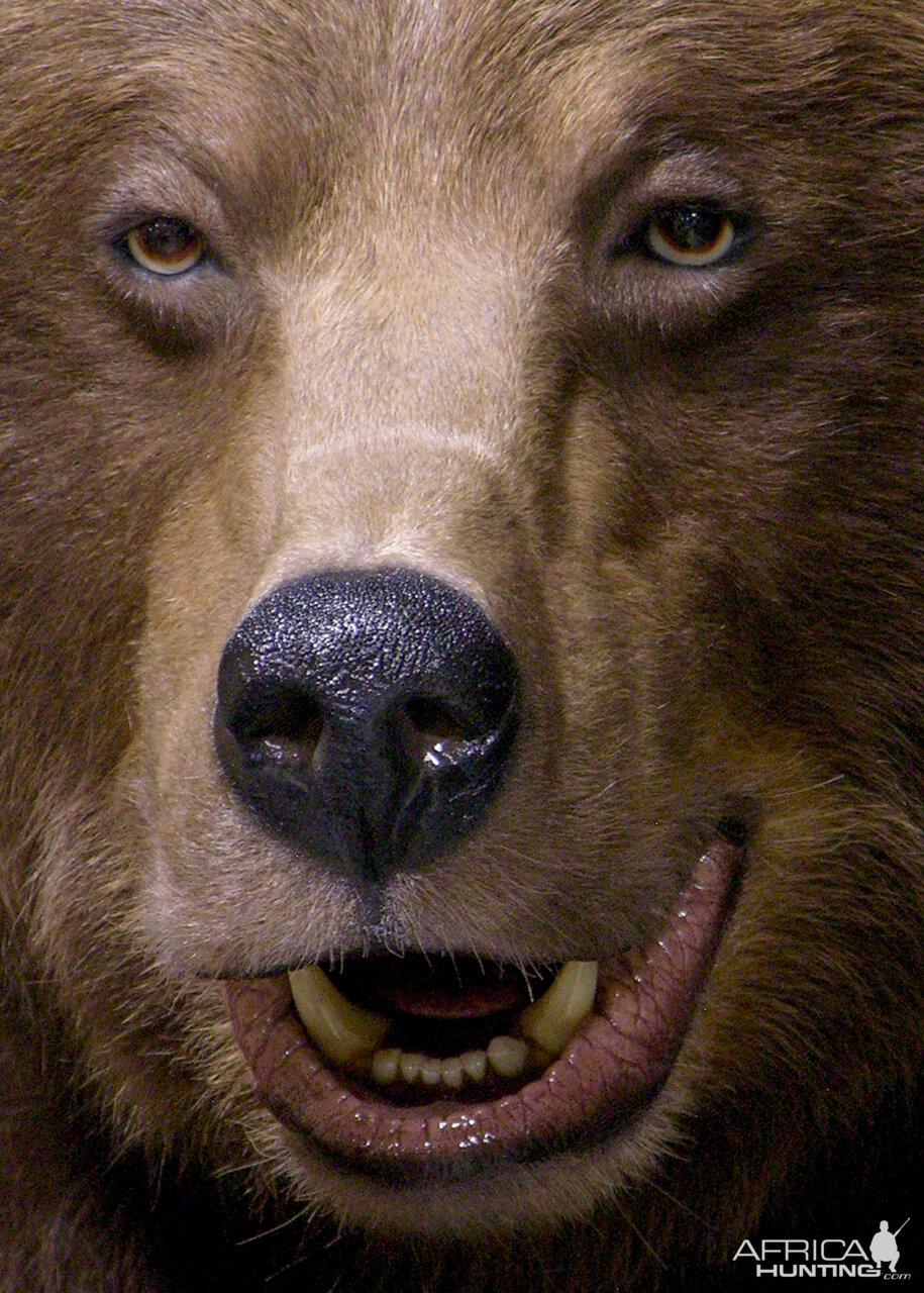 Grizzly Sow Life-size Mount Taxidermy