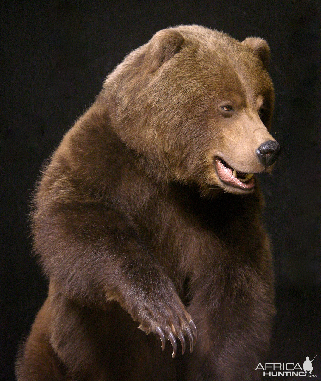 Grizzly Sow Life-size Mount Taxidermy