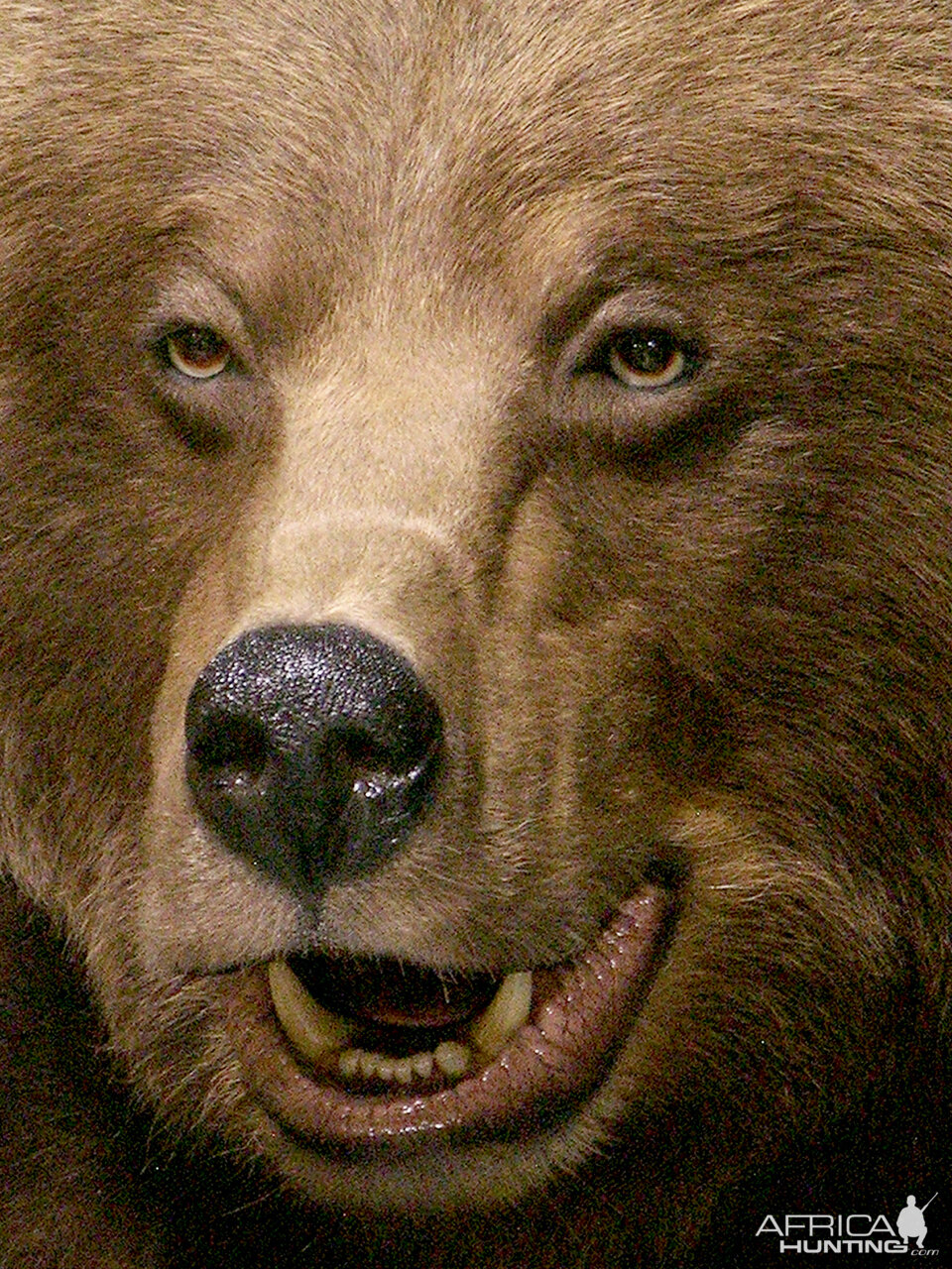 Grizzly Sow Life-size Mount Taxidermy