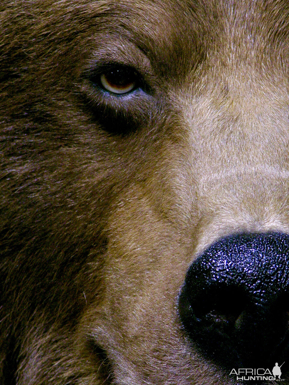 Grizzly Sow Life-size Mount Taxidermy