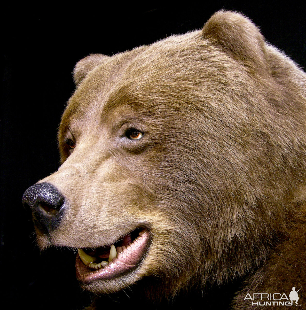 Grizzly Sow Life-size Mount Taxidermy