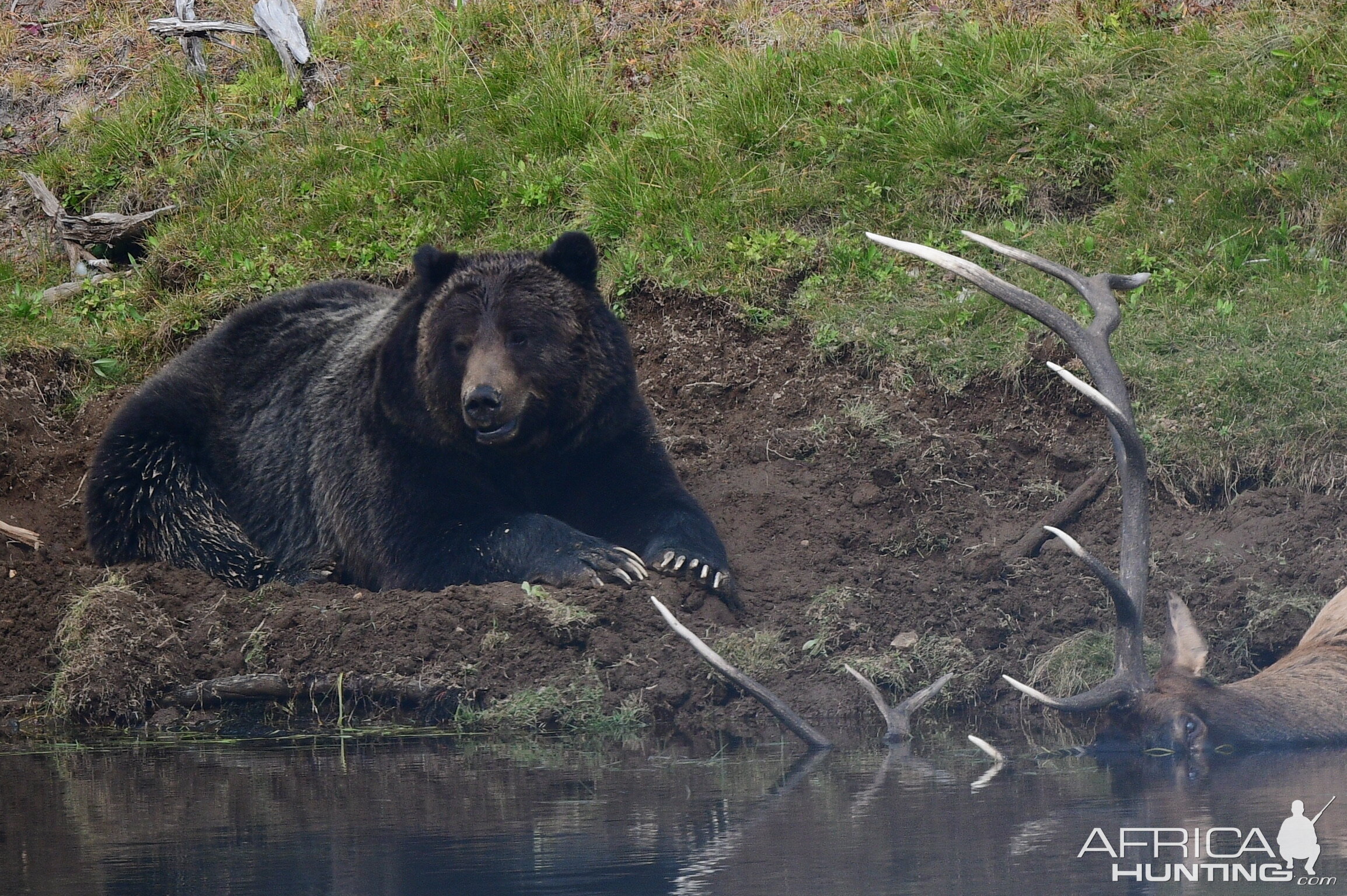 Grizzly takes down bull Elk Yellowstone USA