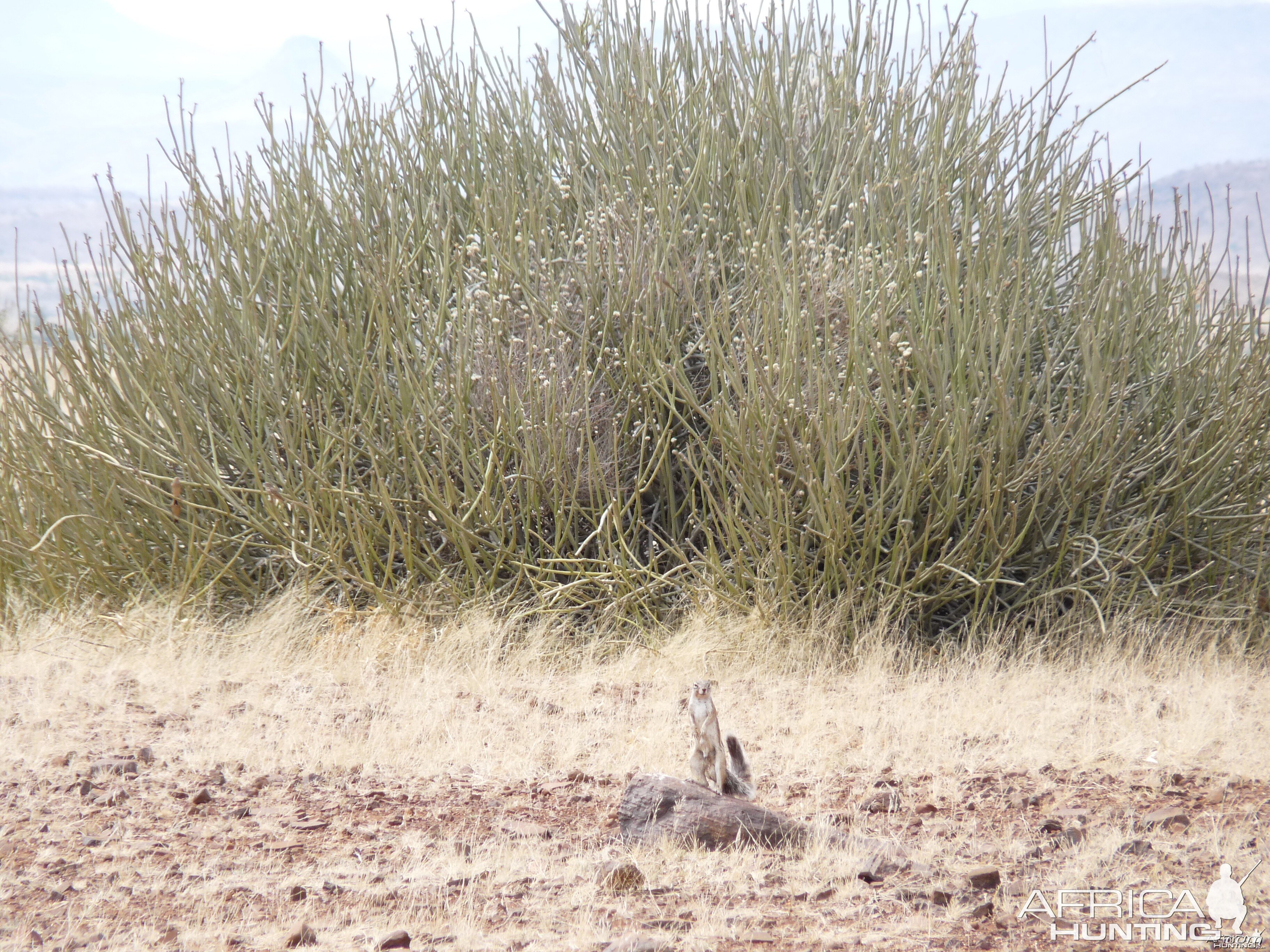 Ground Squirrel Damaraland Namibia