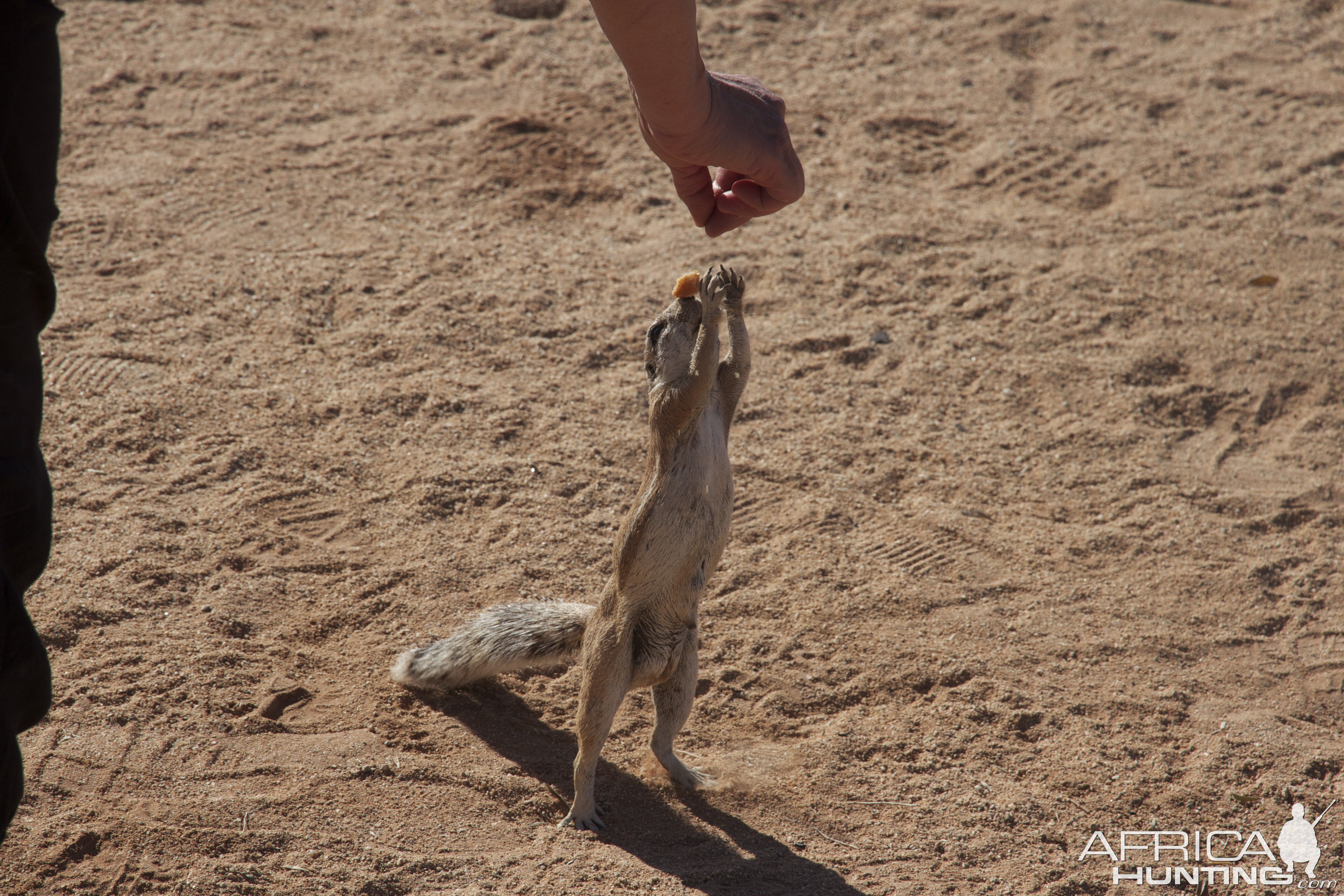 Ground Squirrel