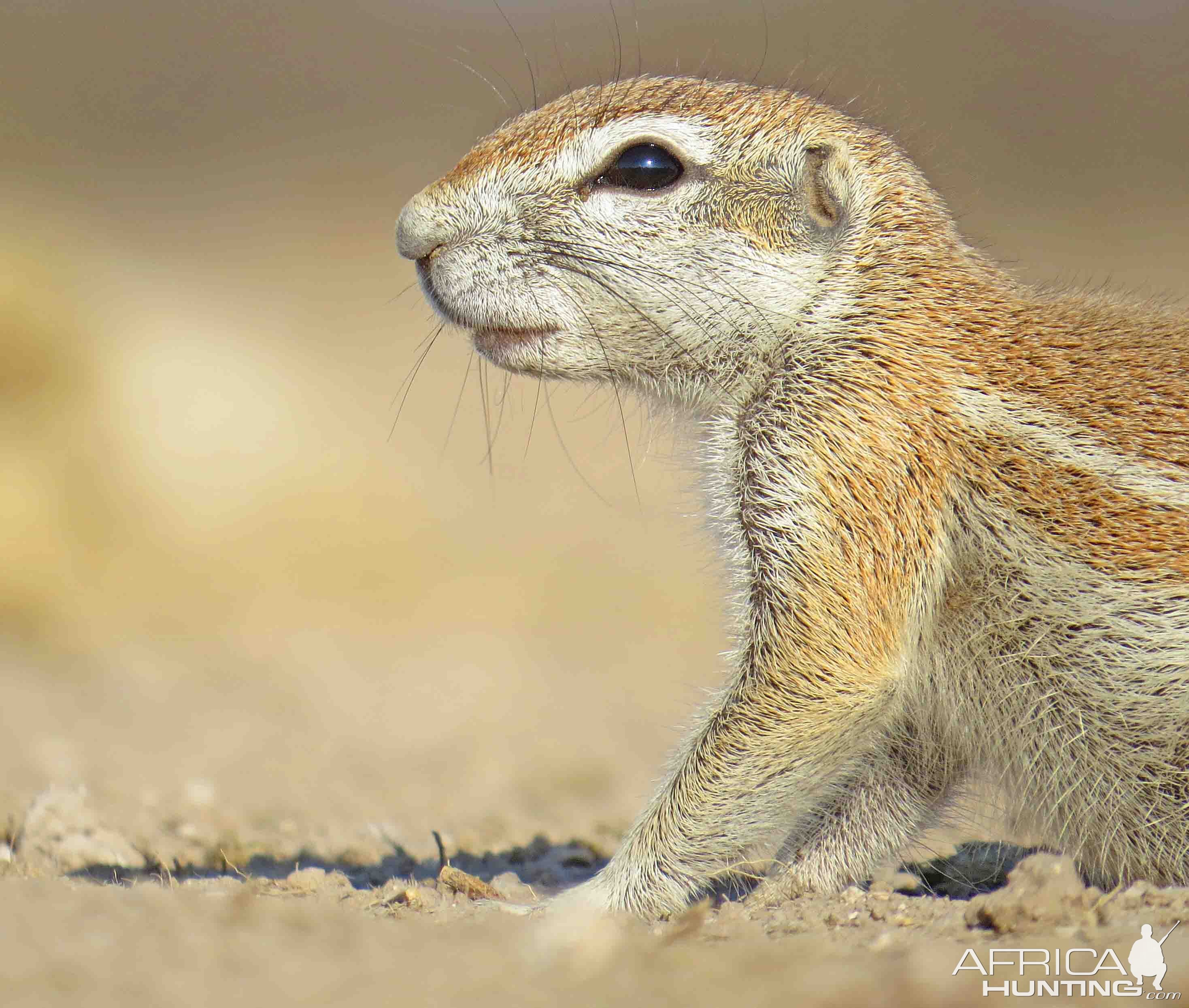 ground squirrel