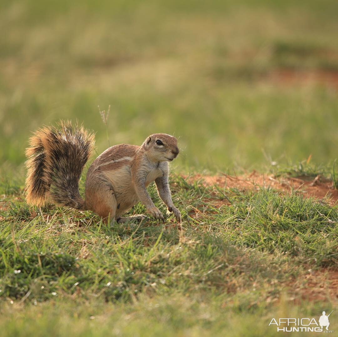 Ground Squirrel