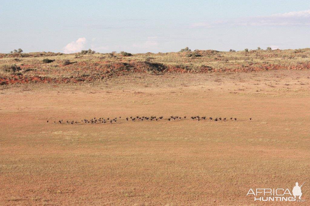 Group of Gemsbok