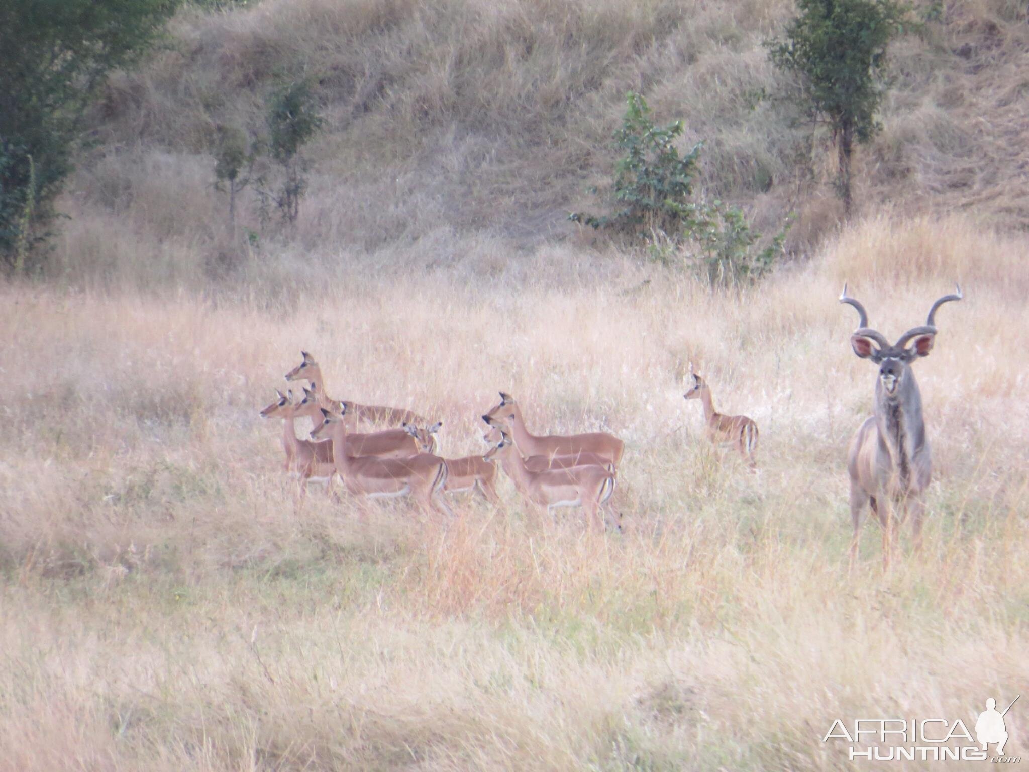 Group of Impala & Kudu Bull Zimbabwe