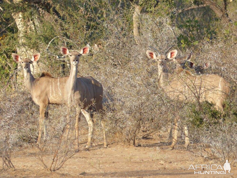 Group of Kudu Females Zimbabwe