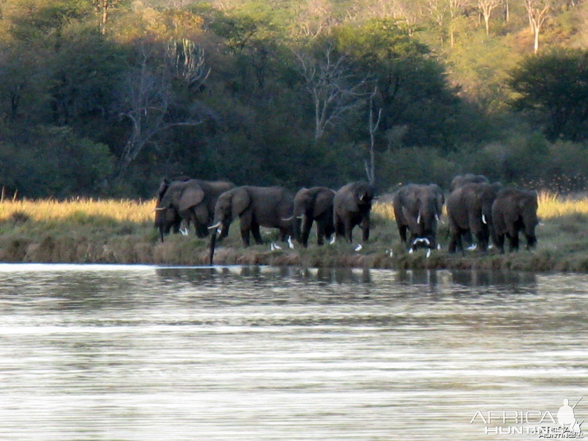 Group of over 20 young bulls