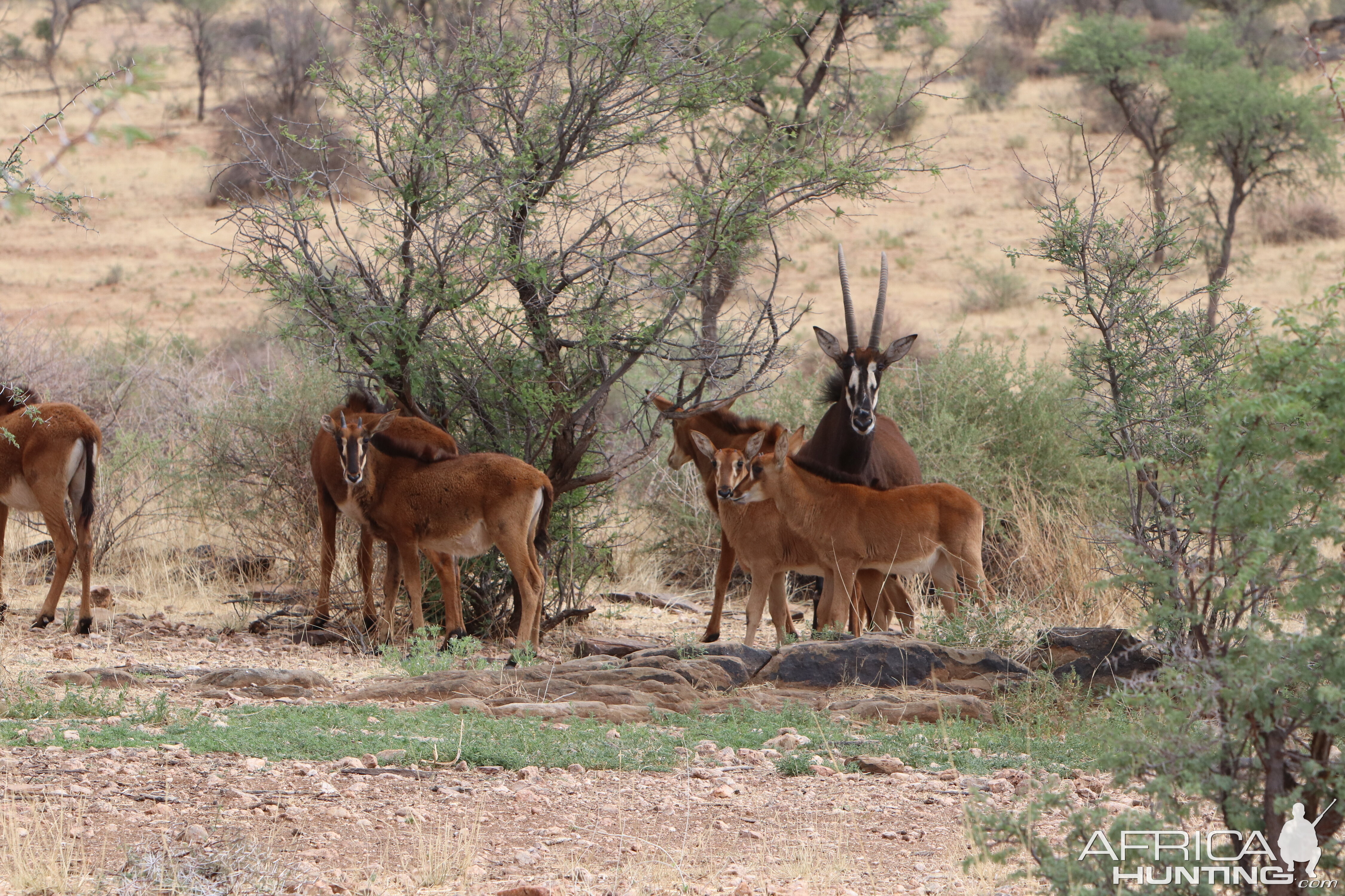 Group of Sable Antelope youngsters & Bull in Namibia