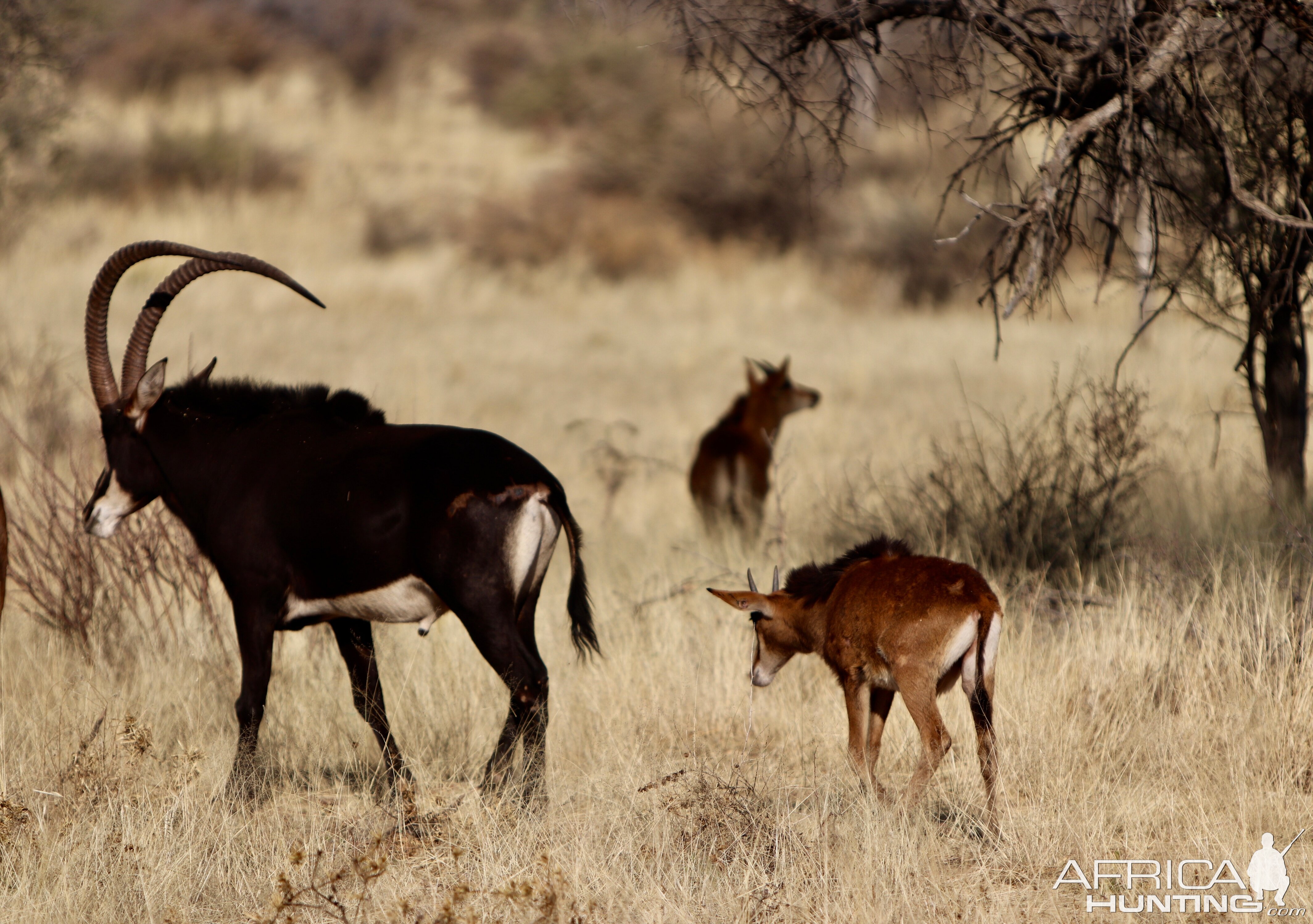 Group of Sable Antelope youngsters & Bull in Namibia