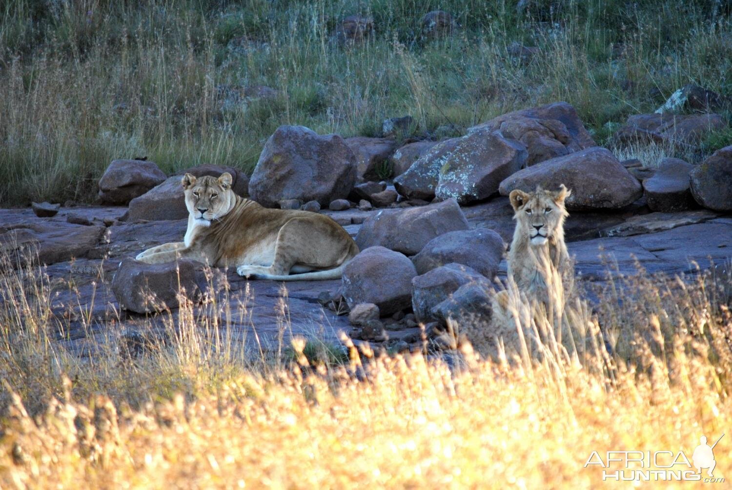 Groups of Lions South Africa