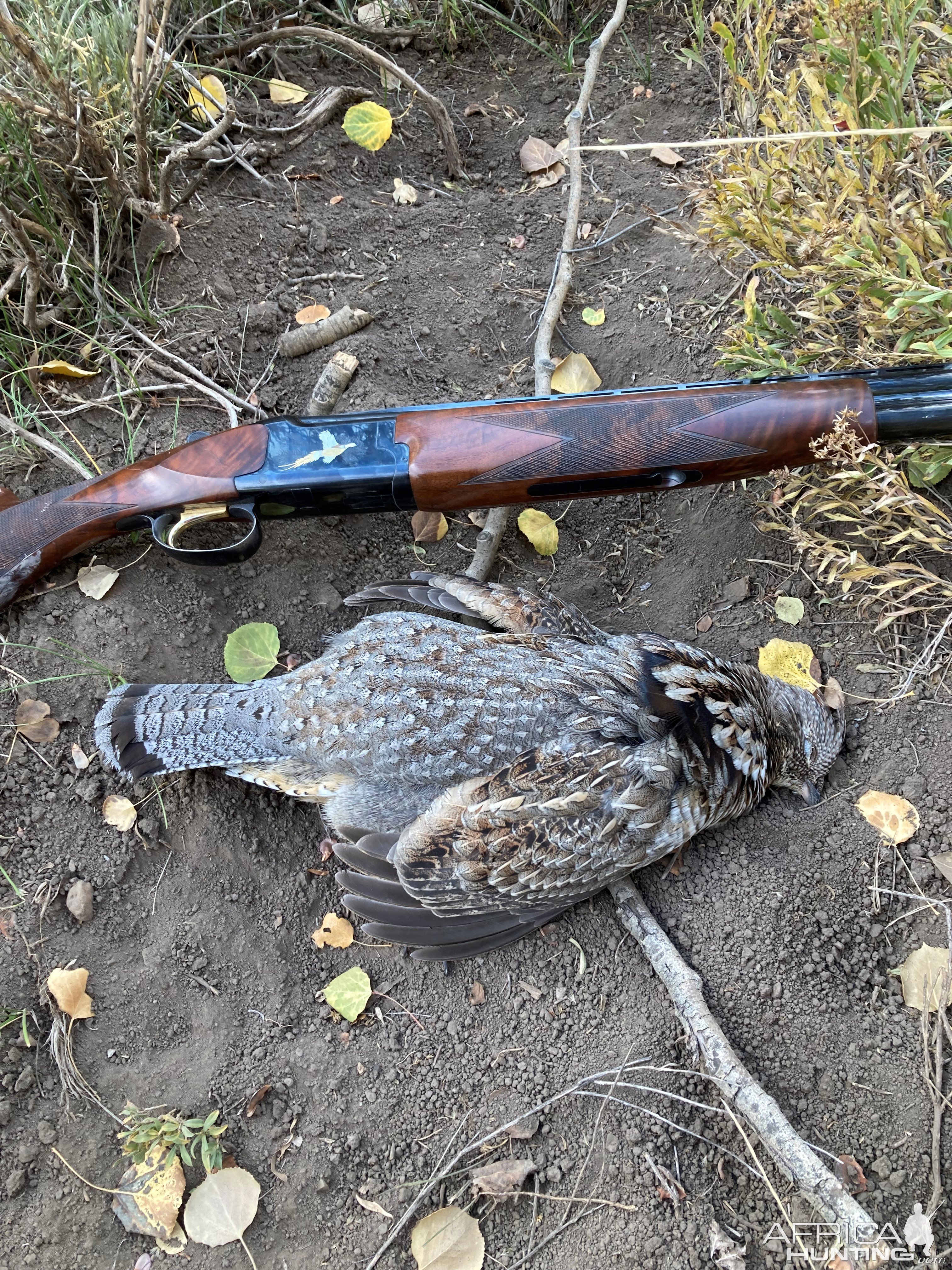 Grouse Hunting