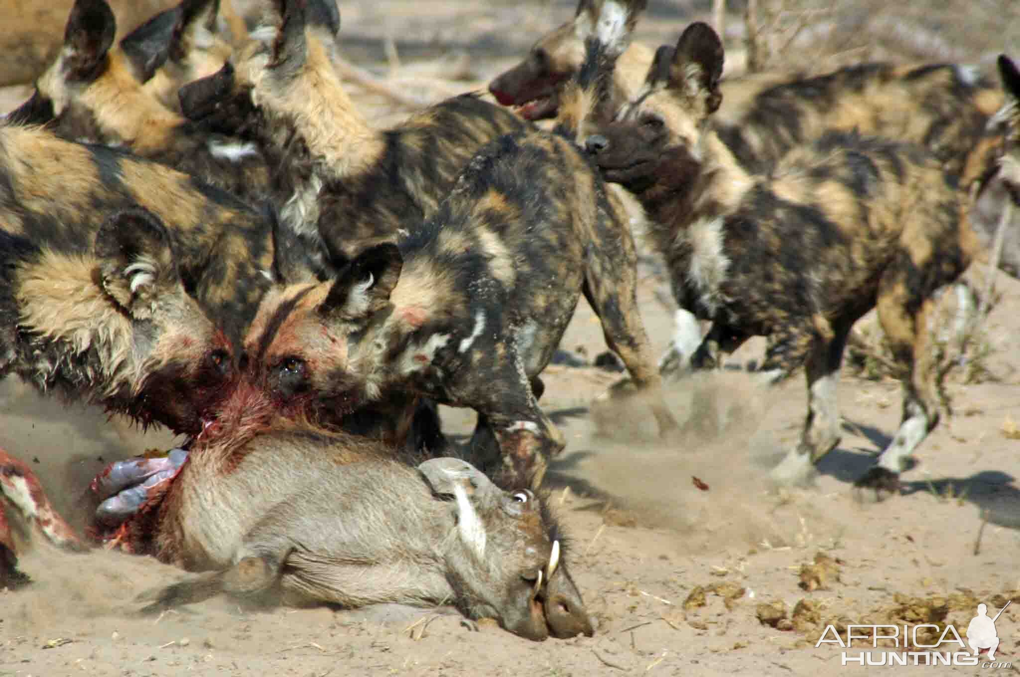 Gruesome death..the circle of life in Africa can be cruel.