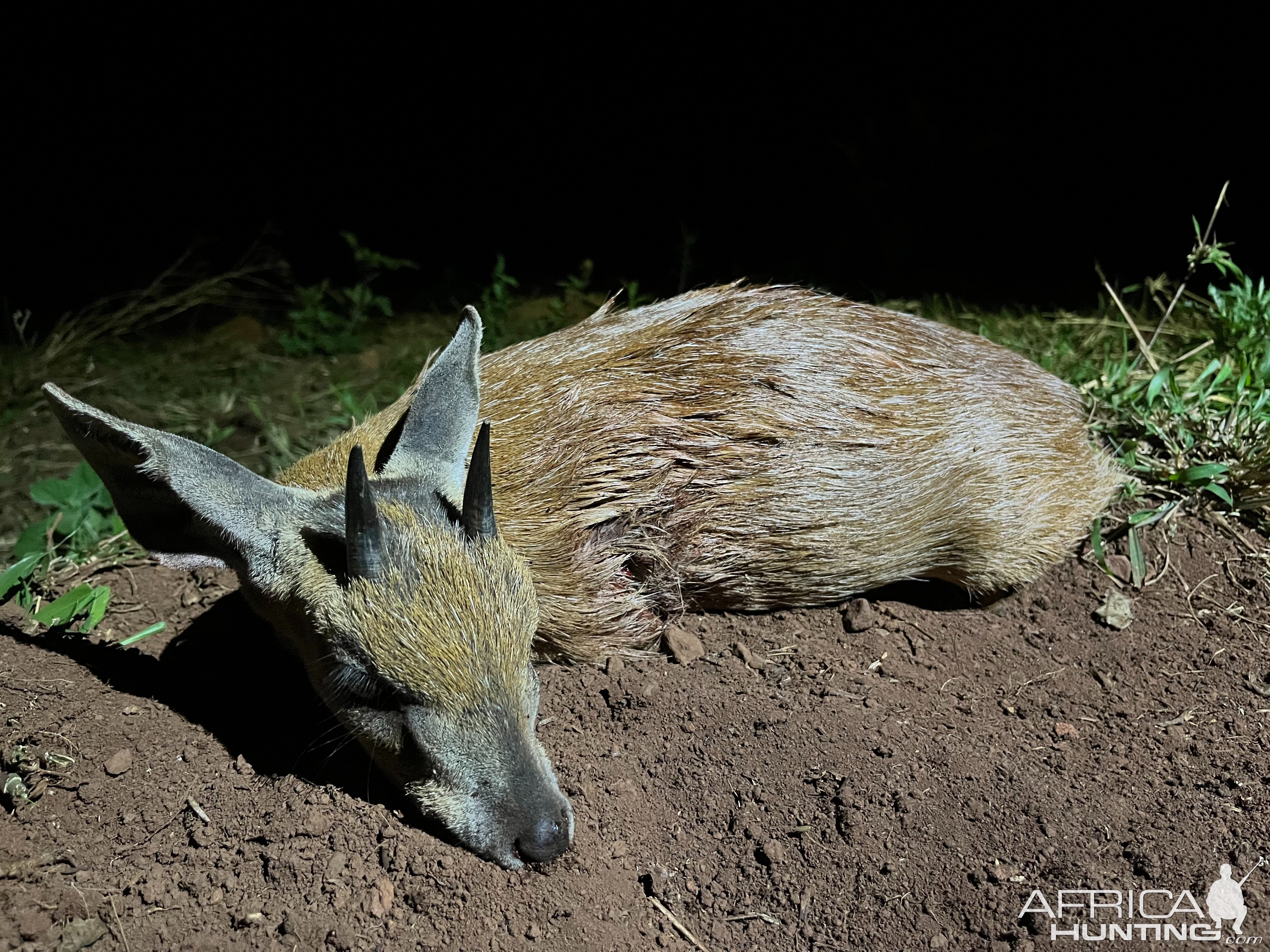 Grysbok Hunt South Africa