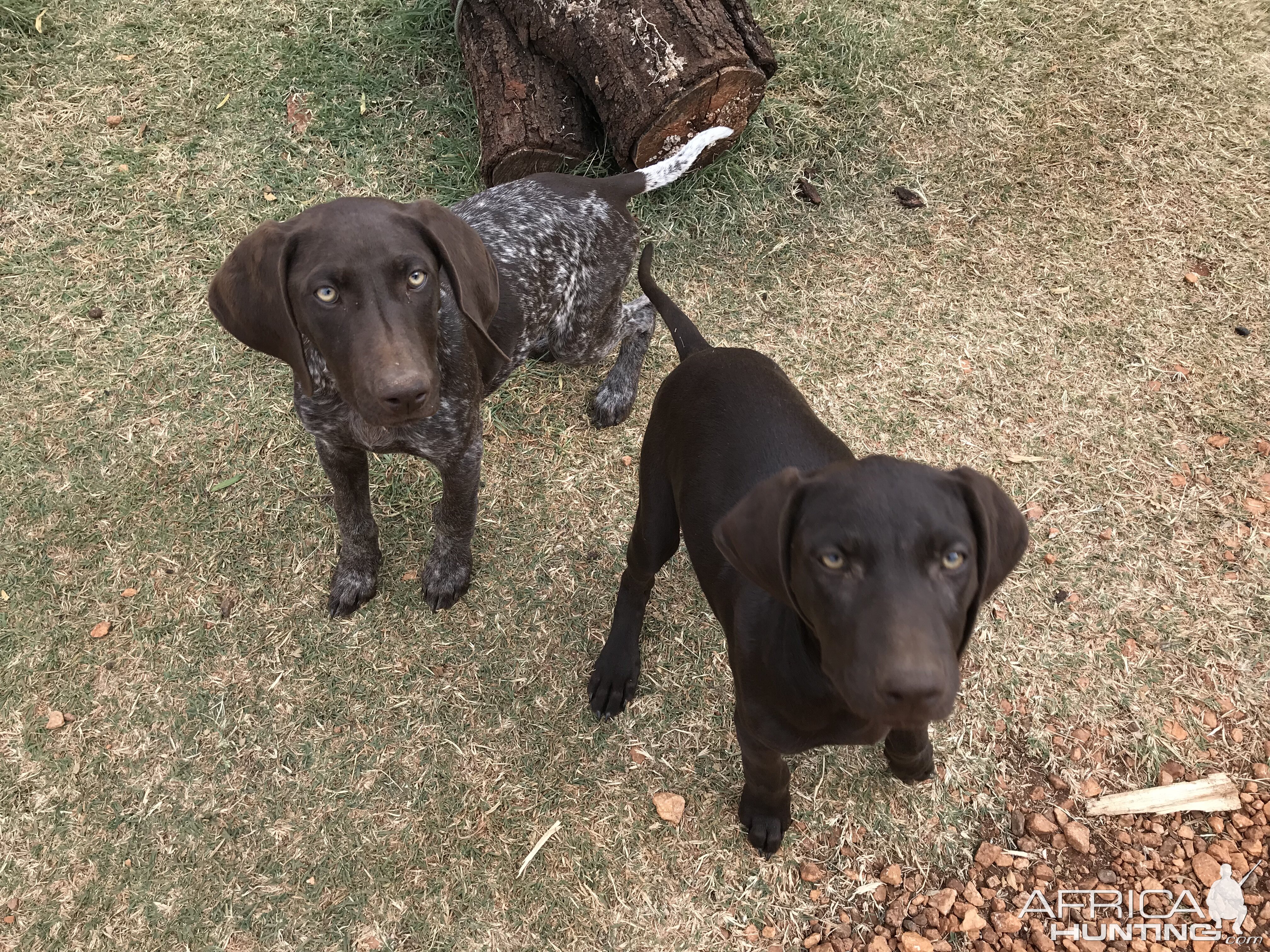 GSP Hunting Dog Puppies