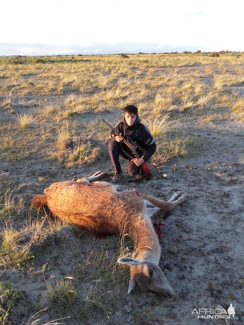 Guanaco Hunt Argentina