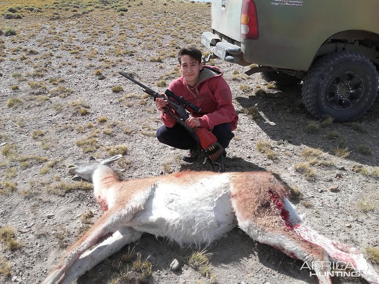 Guanaco Hutning Patagonia South America