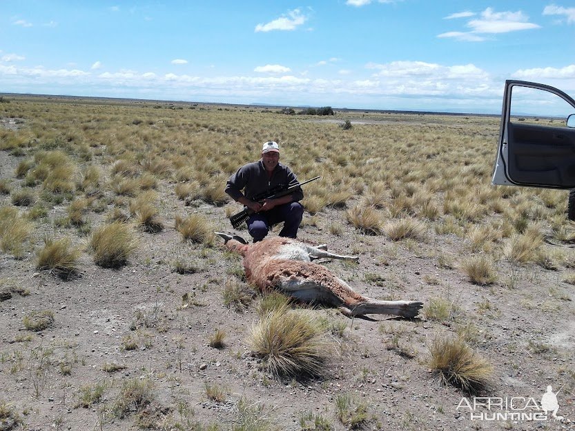 Guanaco Hutning Patagonia South America