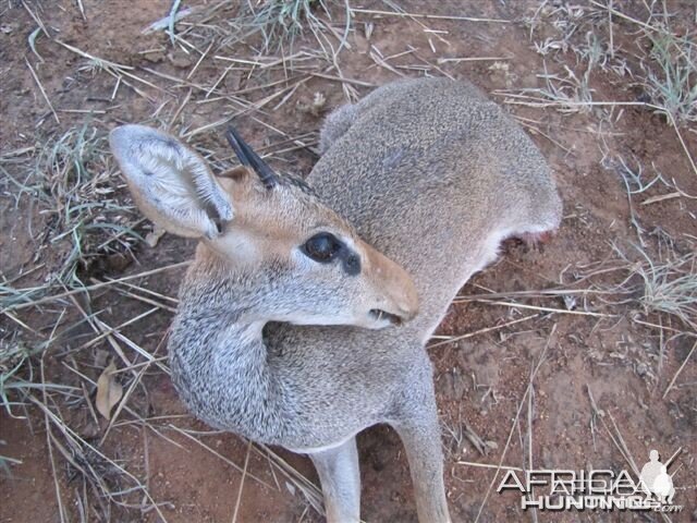 Guenther Dik Dik Hunted in Uganda