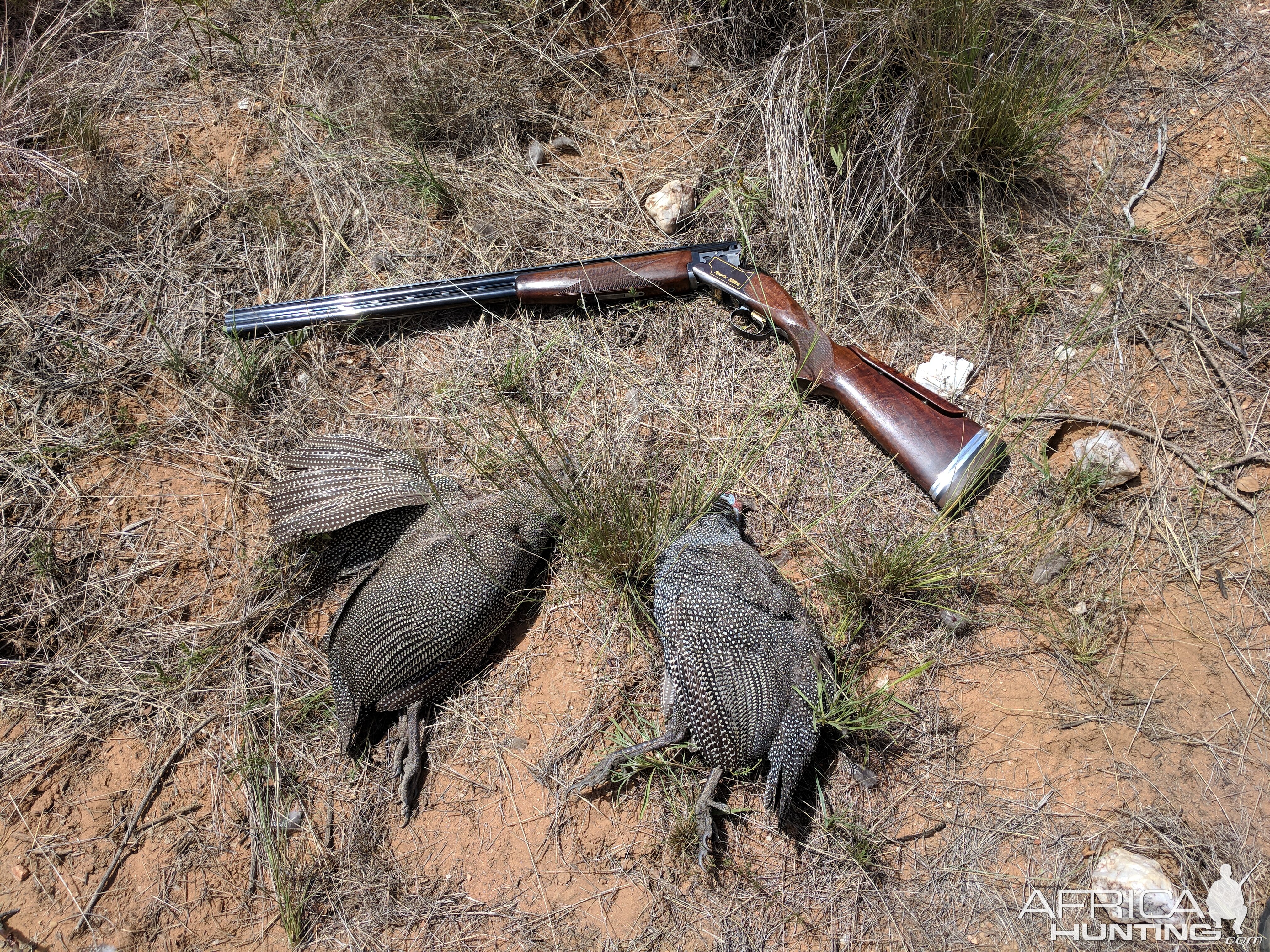 Guineafowl Bird Hunting Namibia