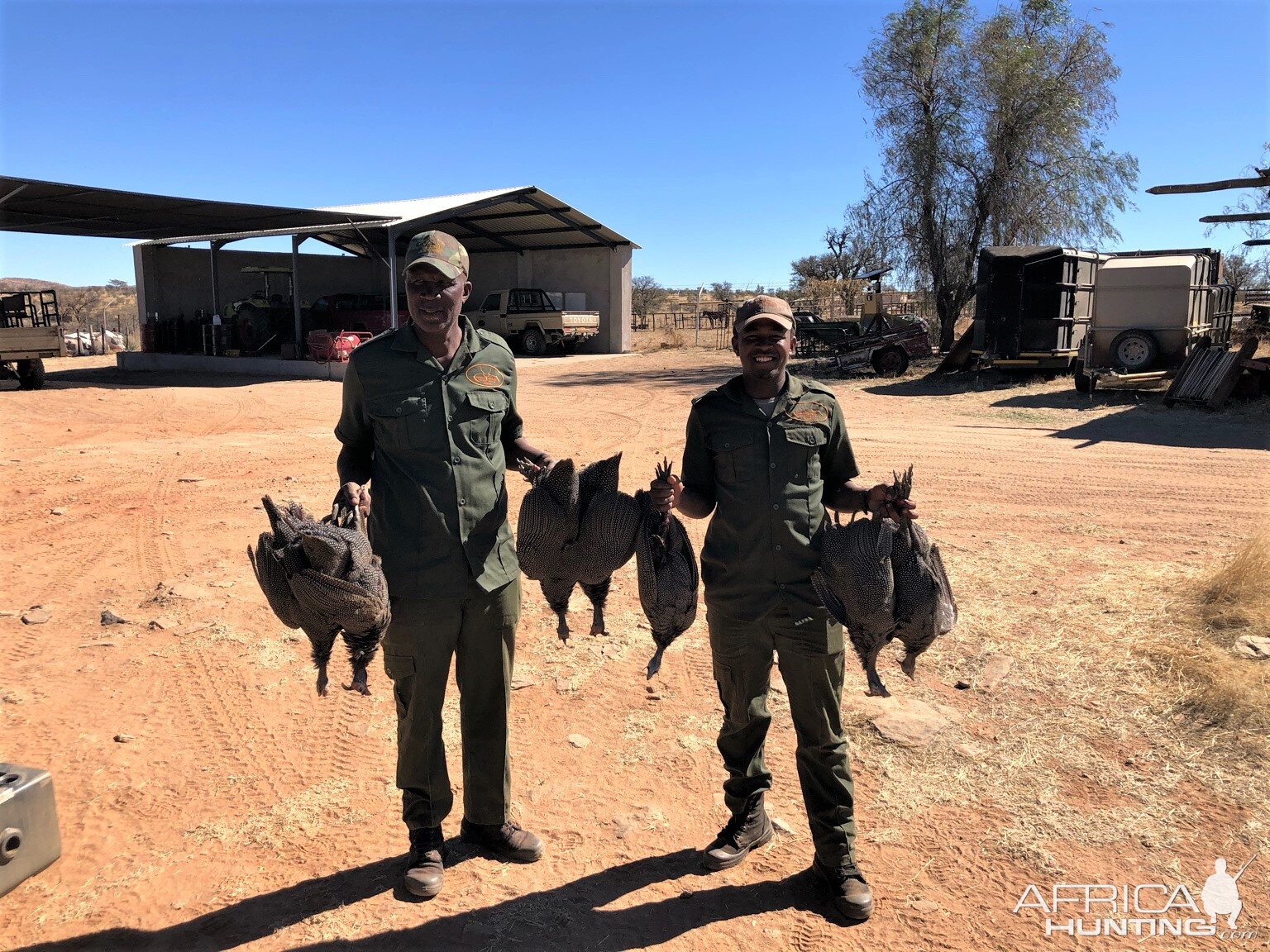 Guineafowl Hunt Namibia