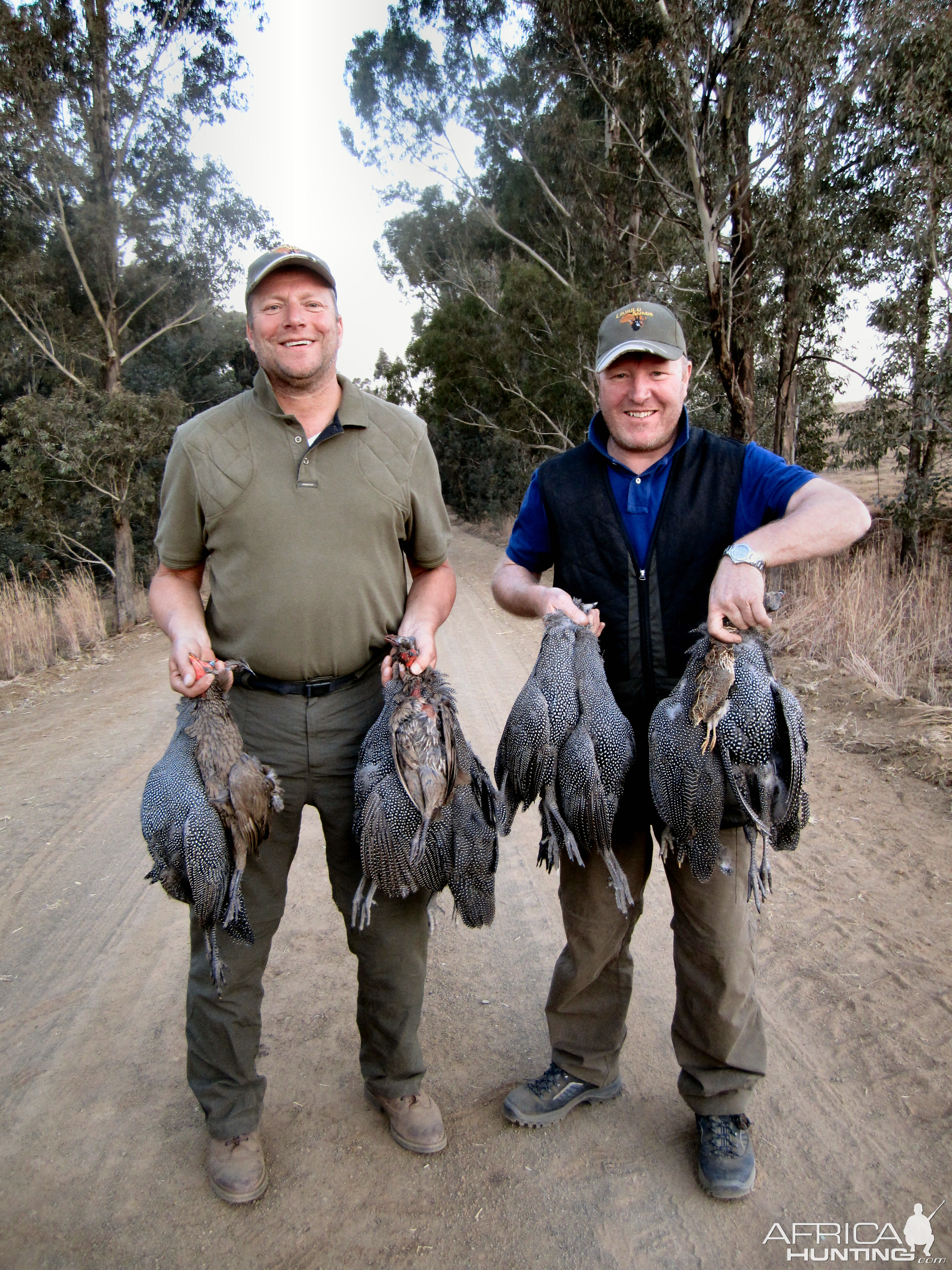 Guineafowl Hunt South Africa