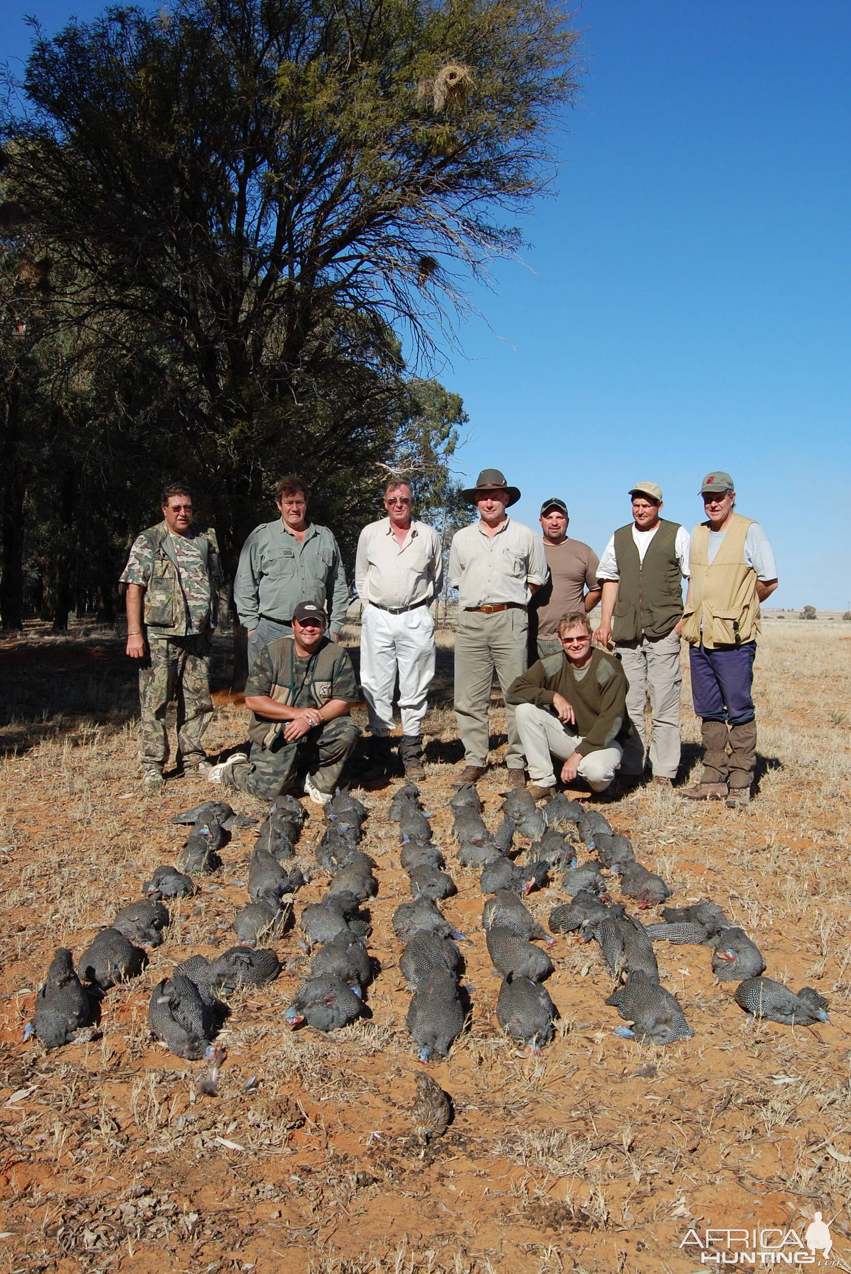 Guineafowl Hunting.