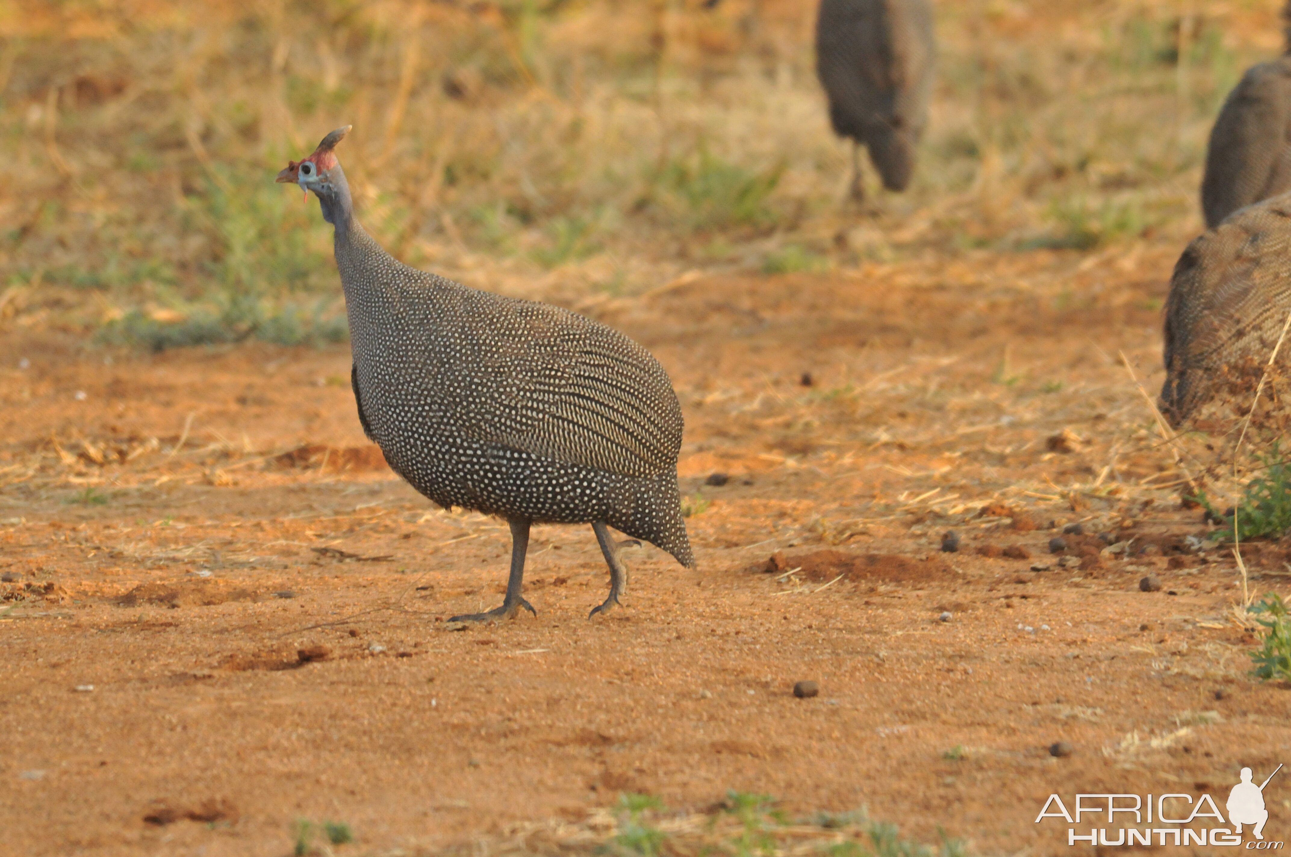 Guineafowl Namibia