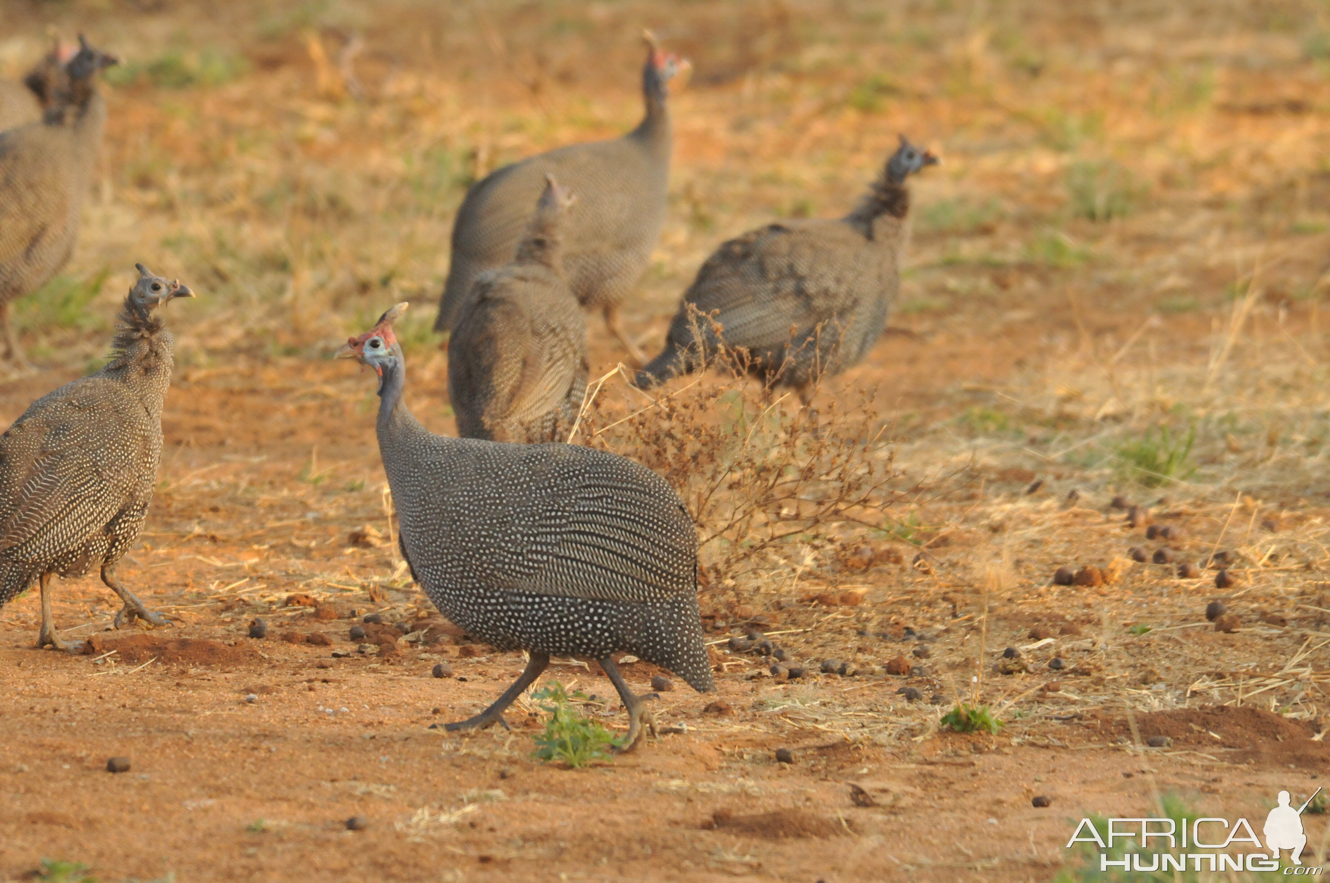 Guineafowl Namibia