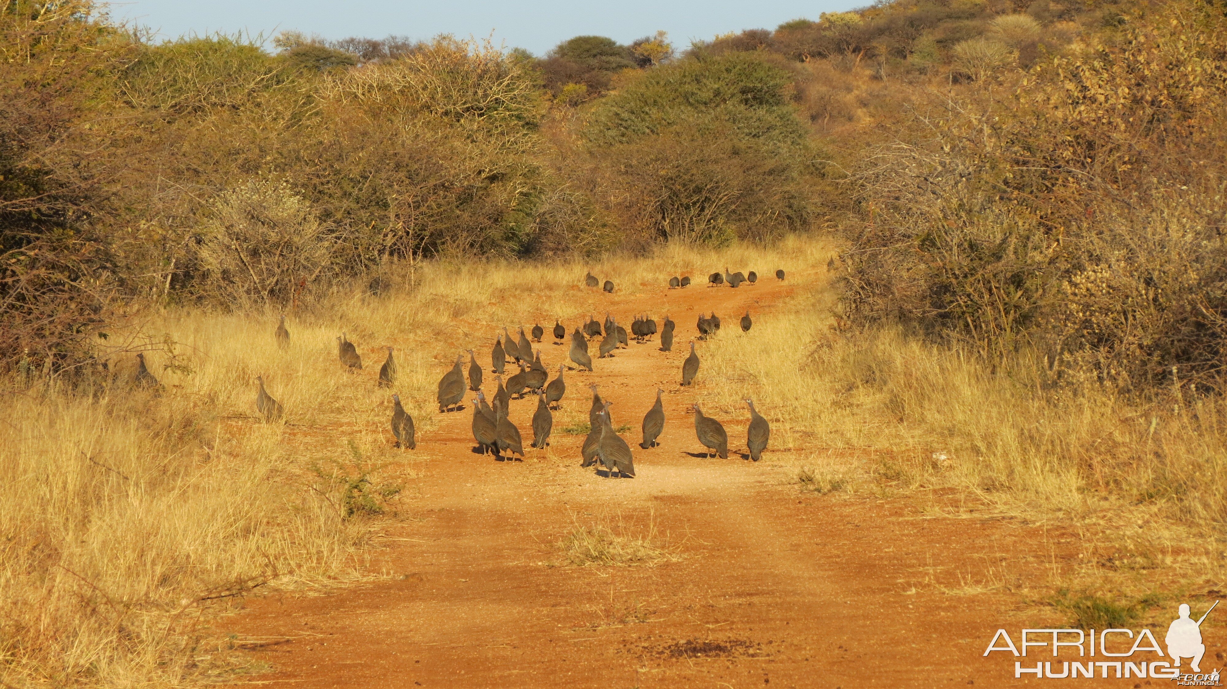 Guineafowl Namibia