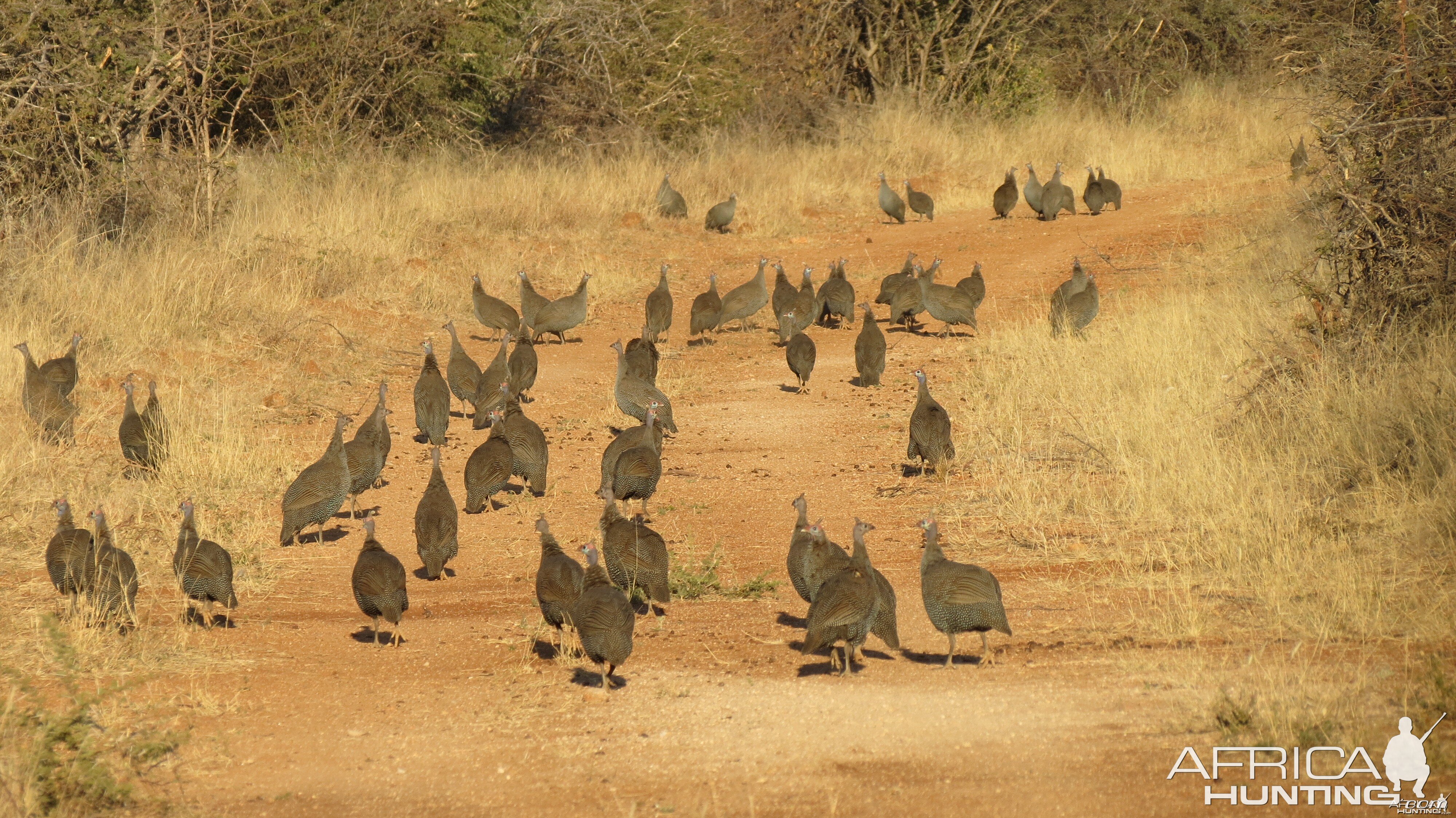 Guineafowl Namibia