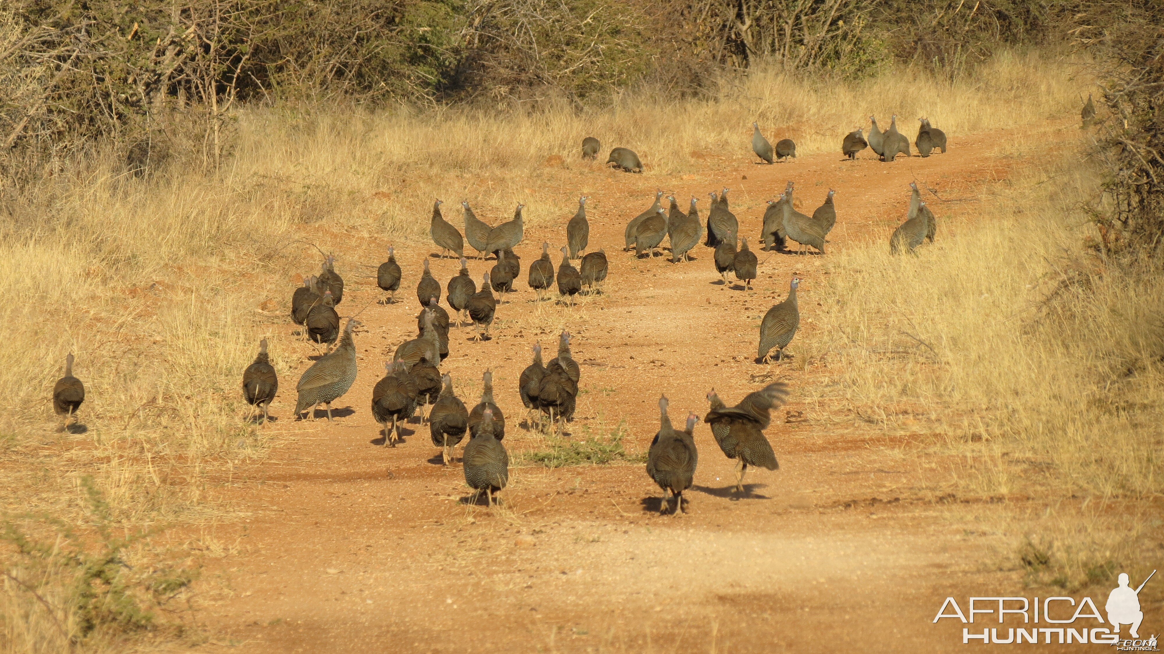 Guineafowl Namibia