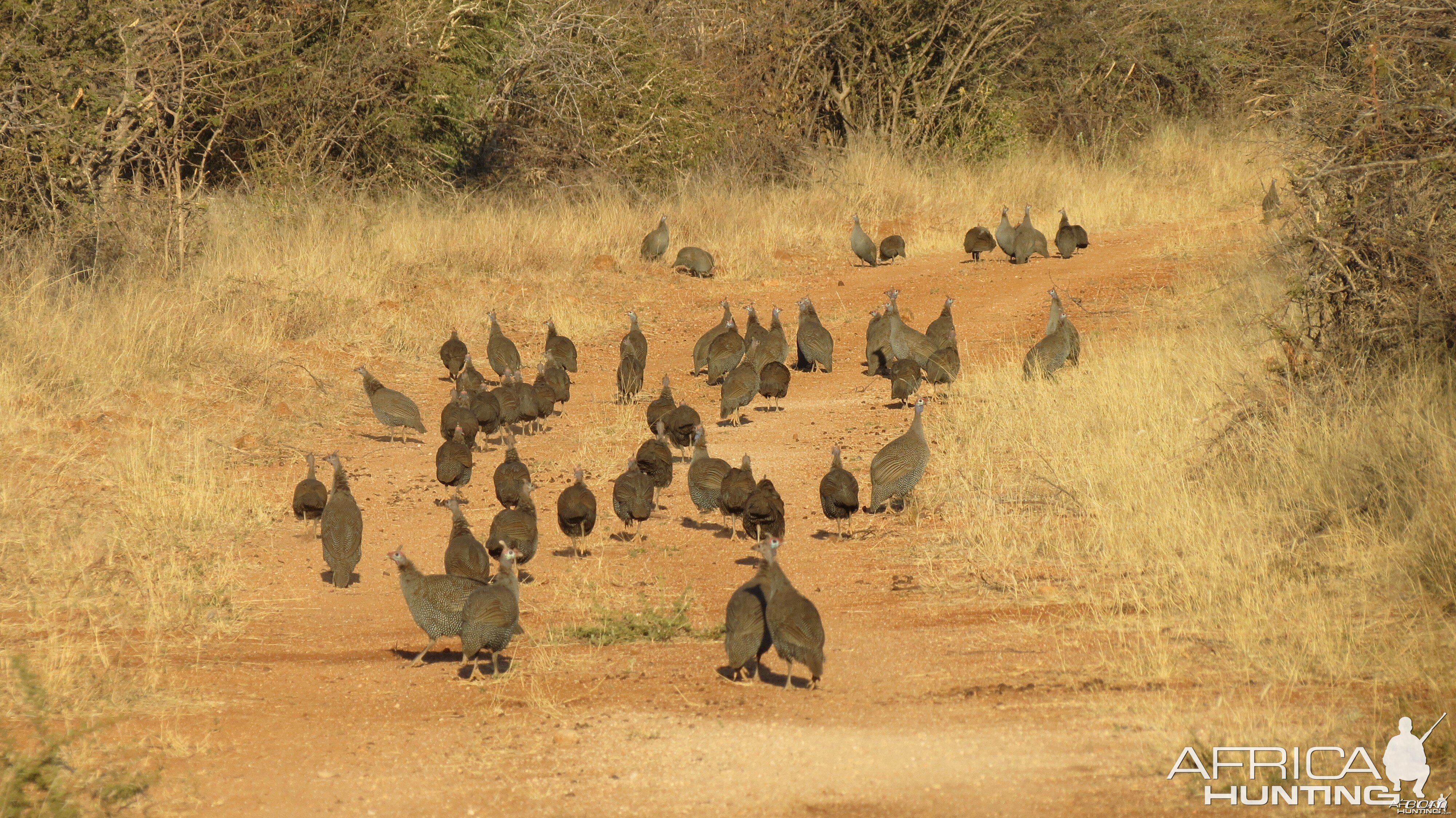 Guineafowl Namibia