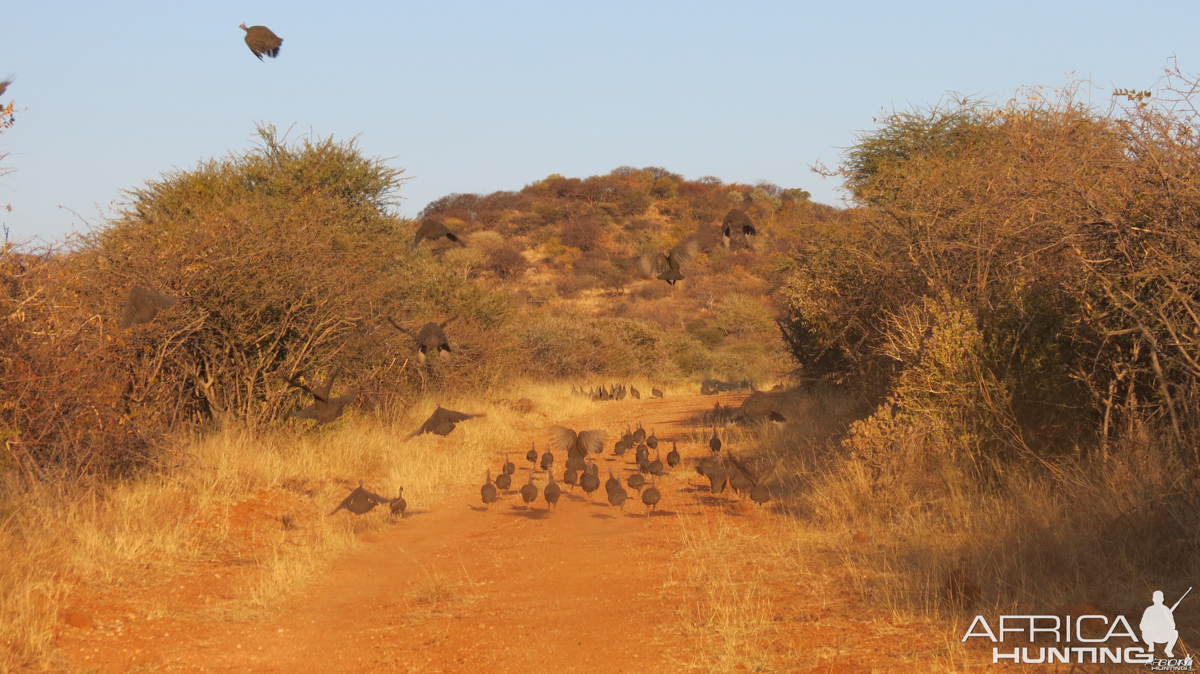 Guineafowl Namibia