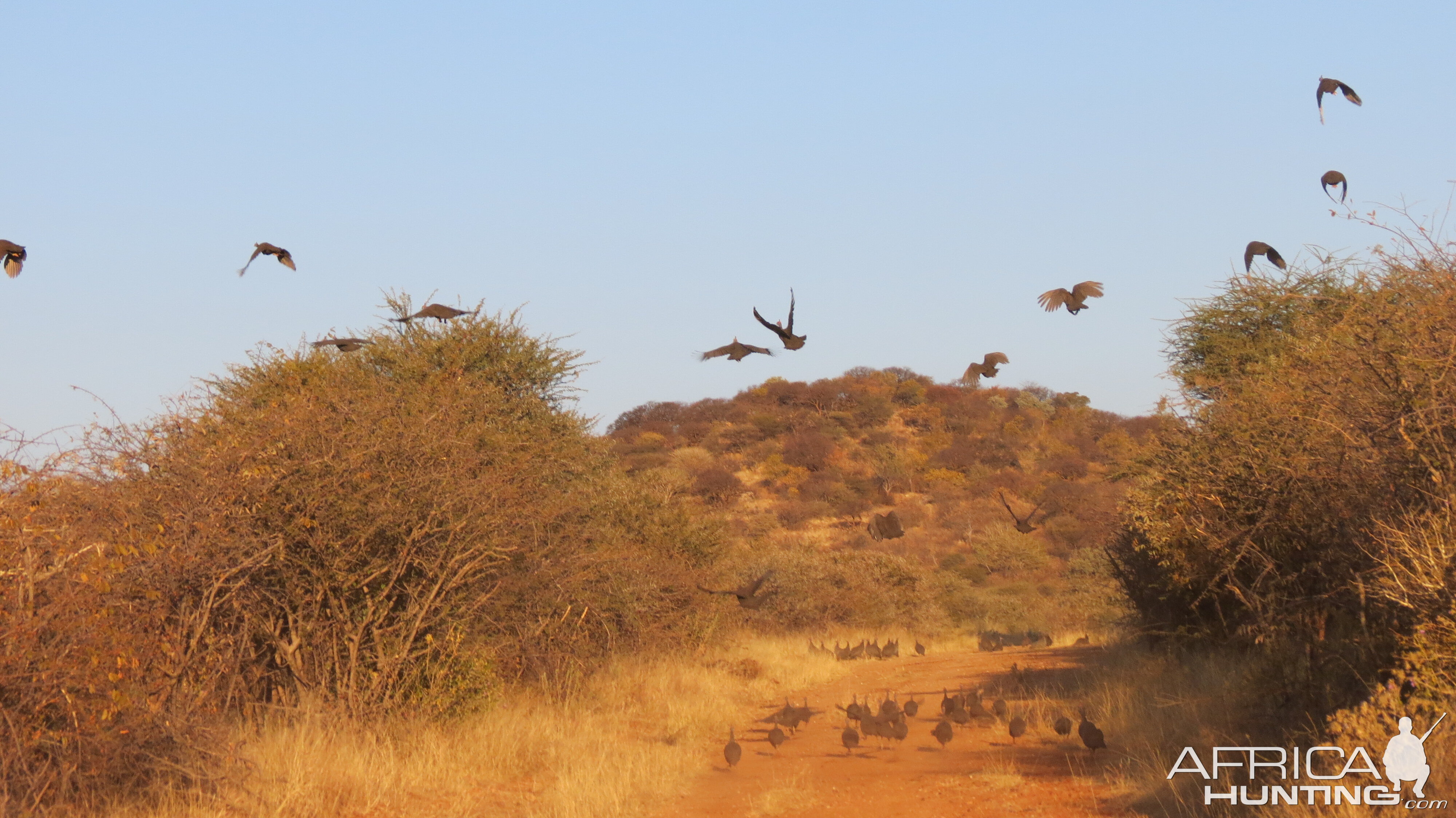 Guineafowl Namibia