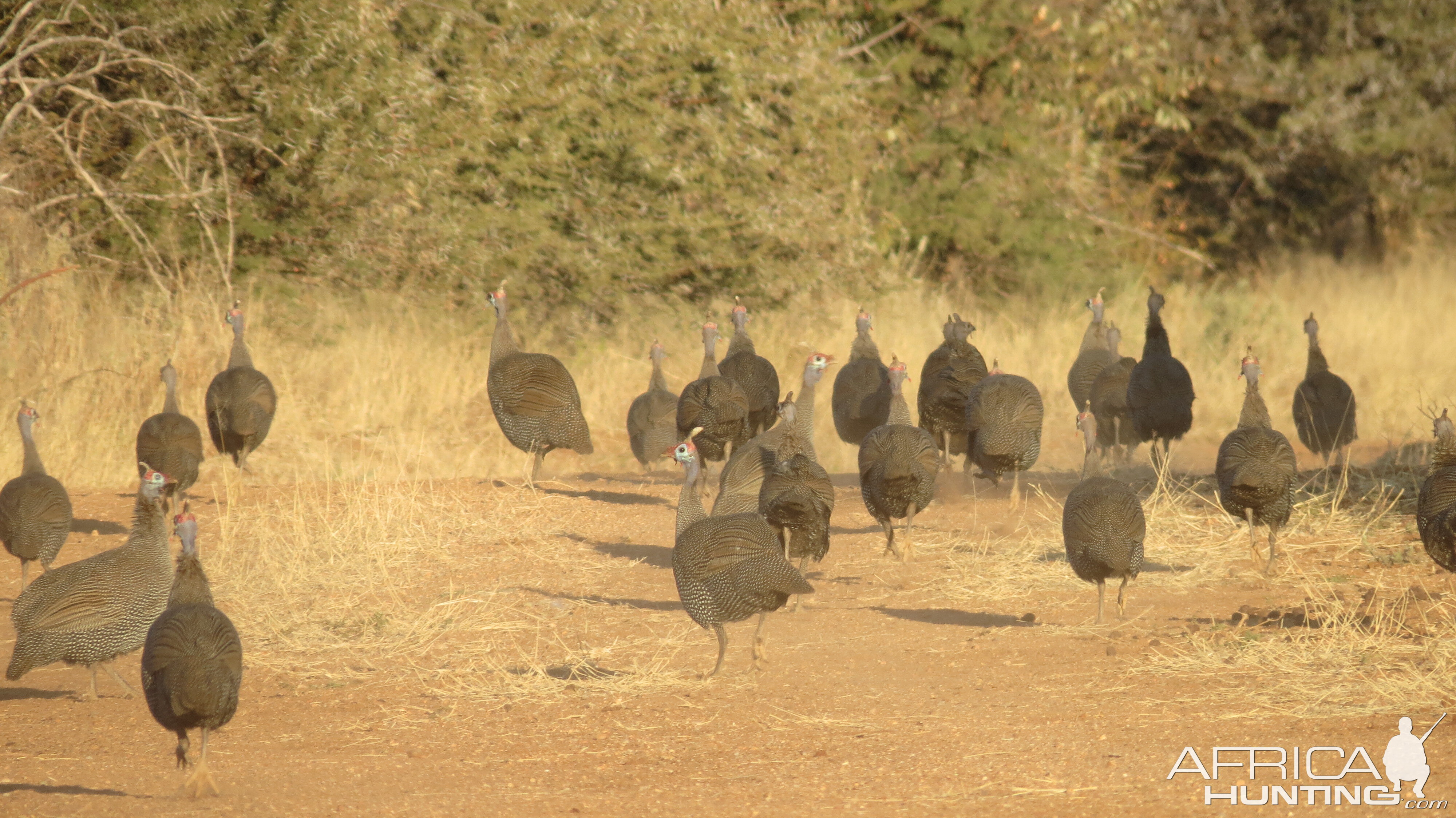 Guineafowl Namibia