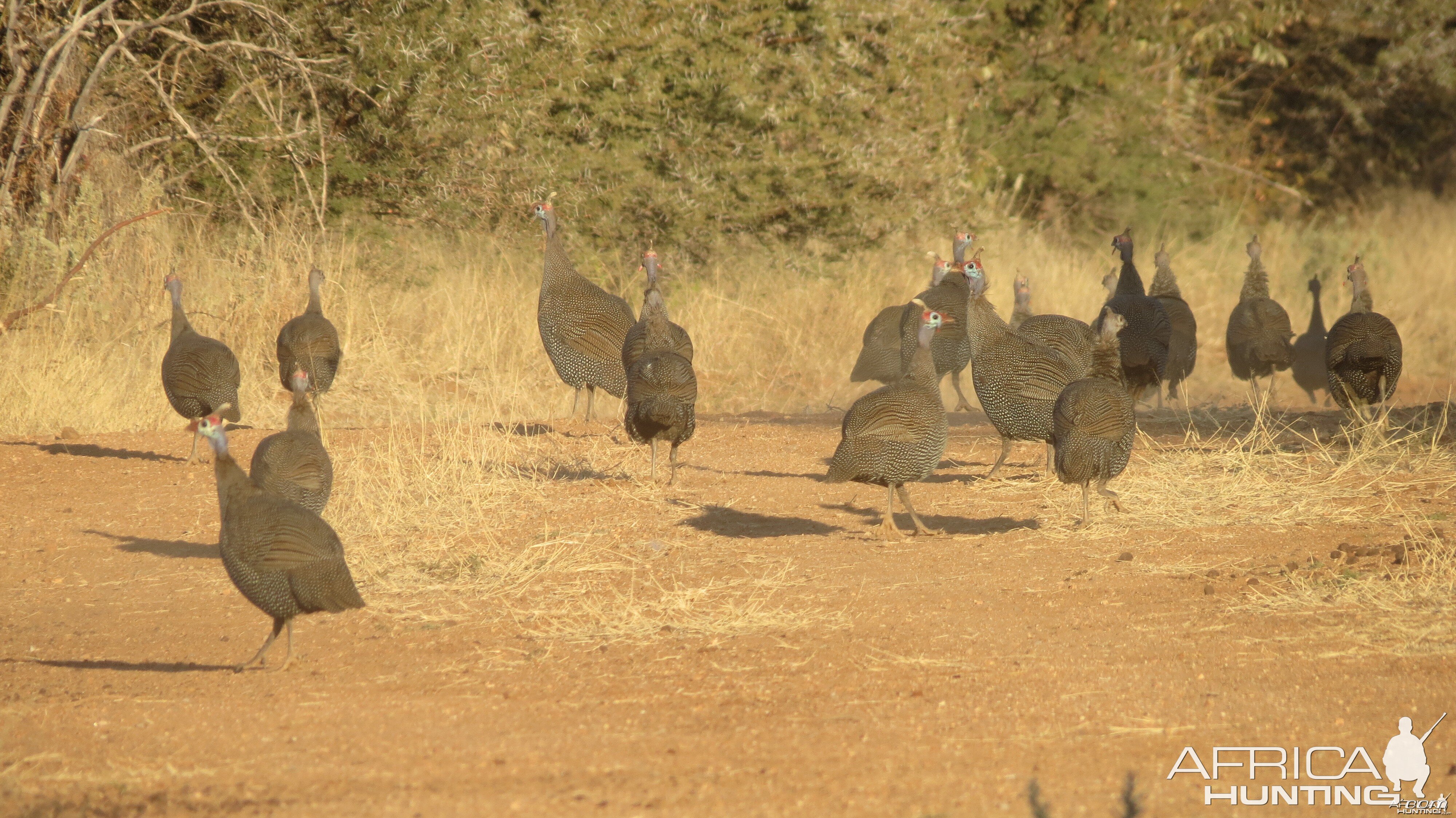 Guineafowl Namibia