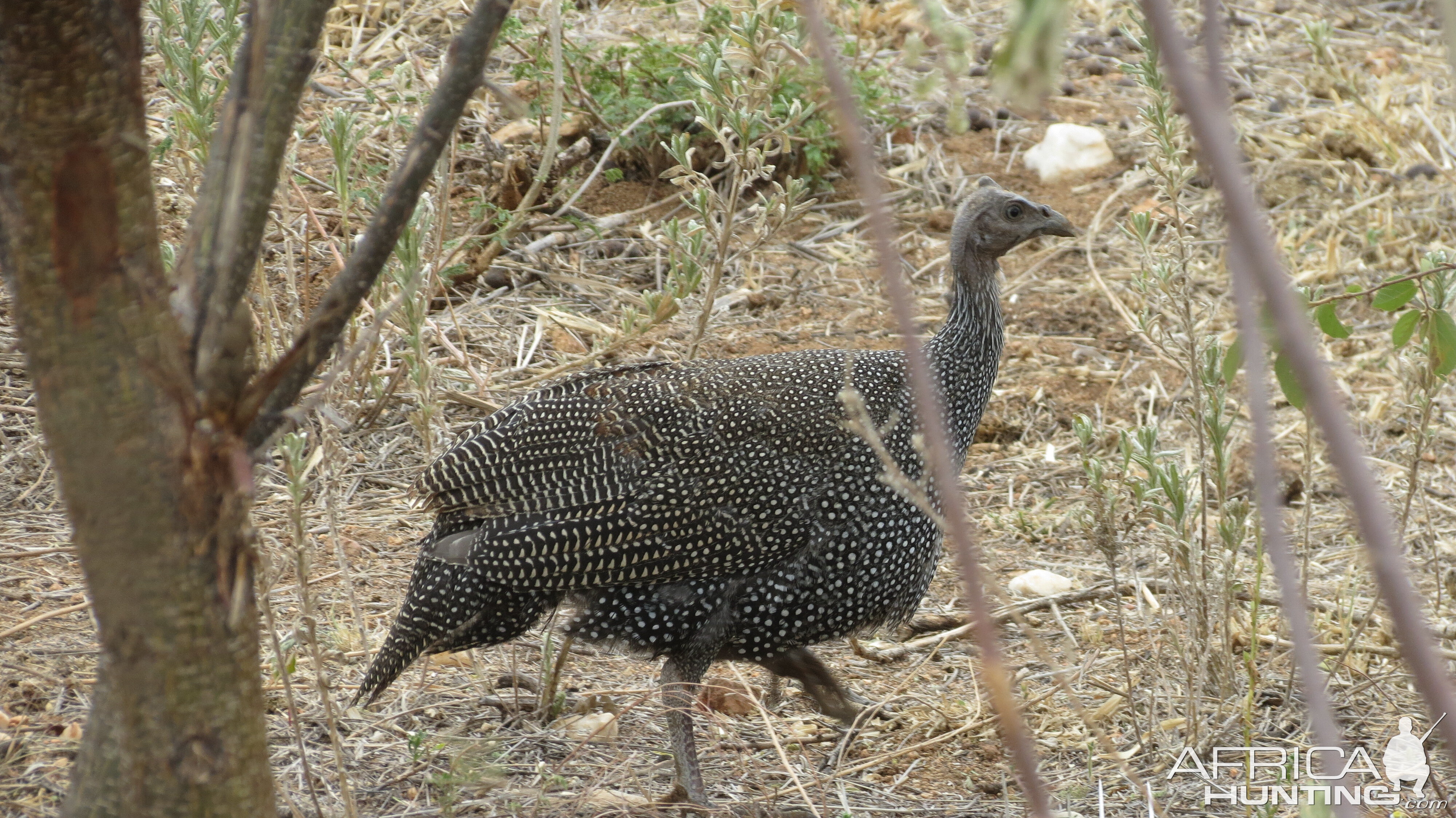 Guineafowl Namibia