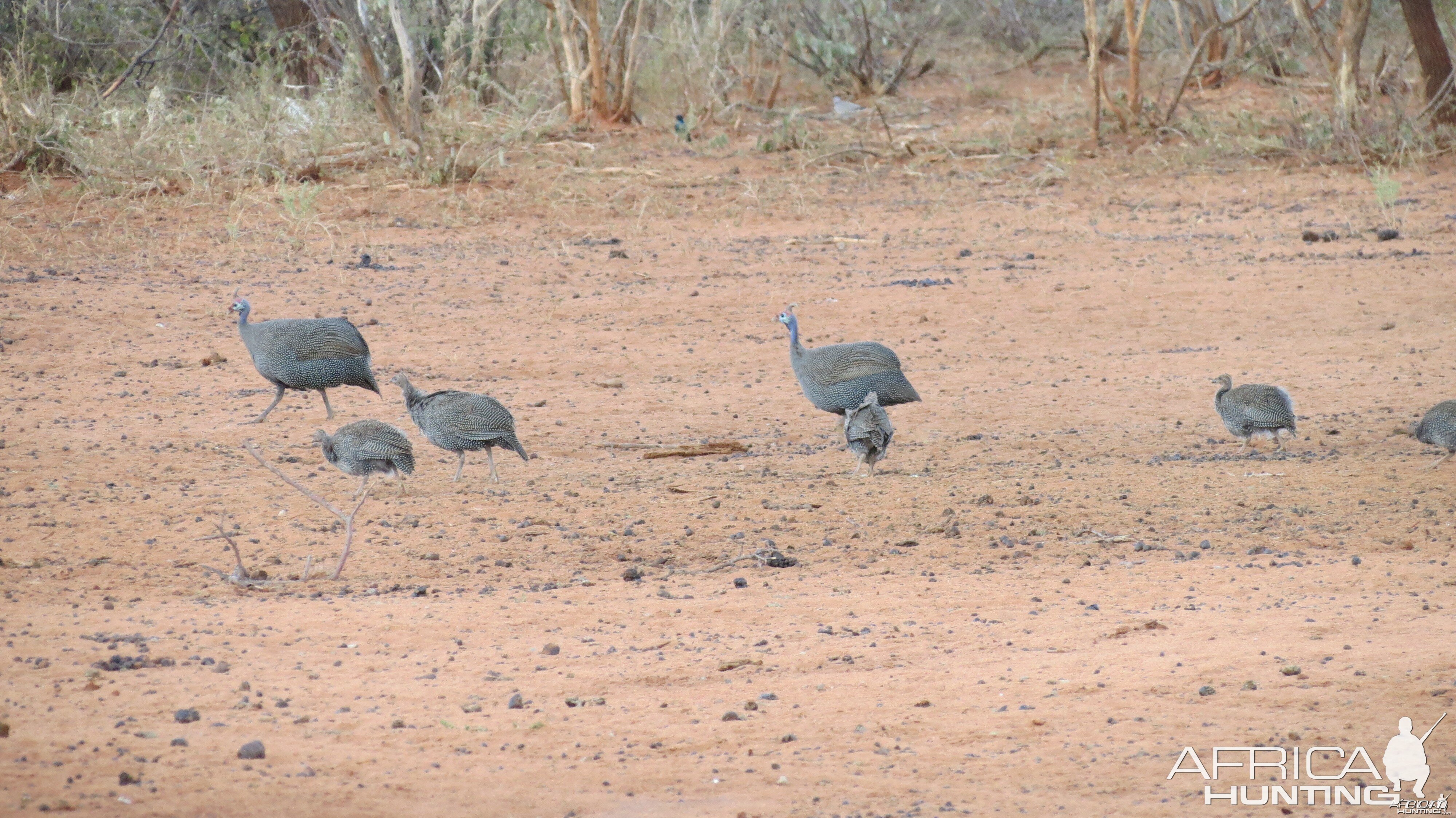 Guineafowl Namibia