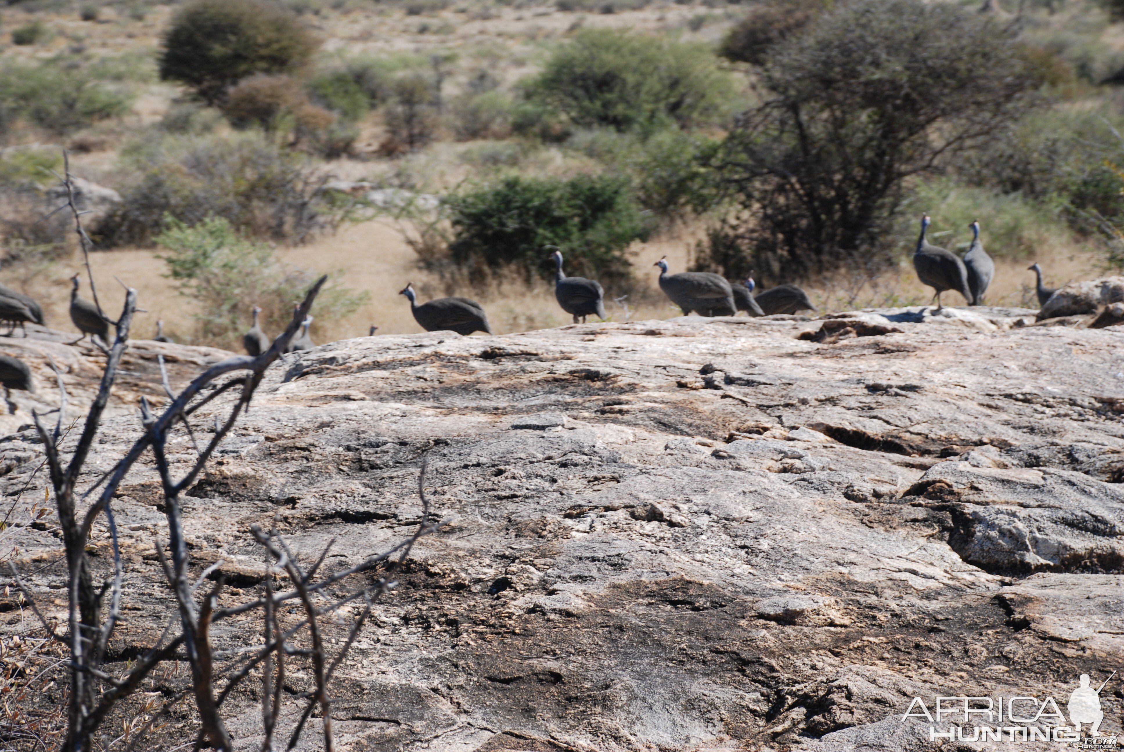 Guineafowl Namibia