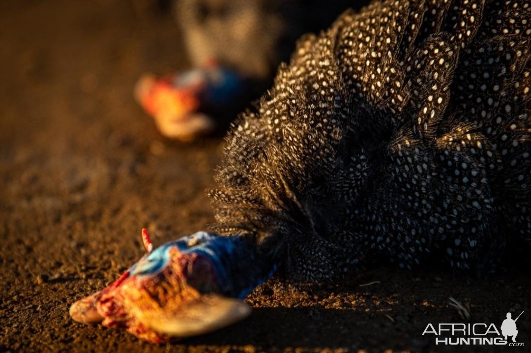 Guineafowl South Africa