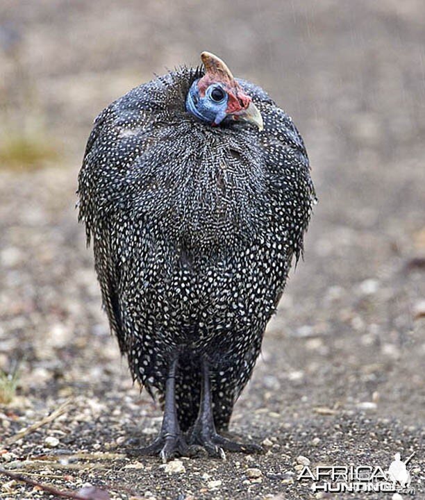 Guineafowl South Africa