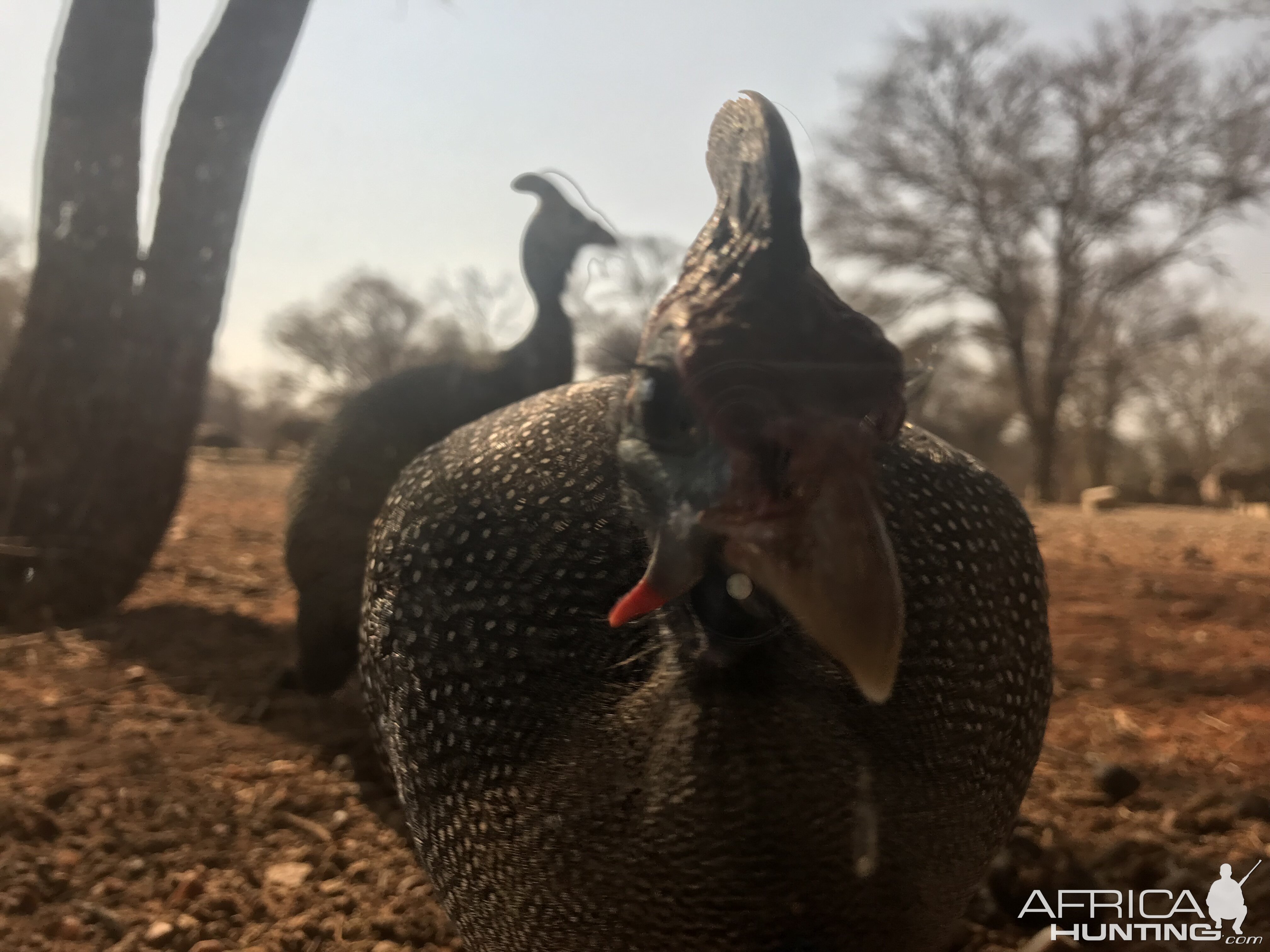 Guineafowl South Africa