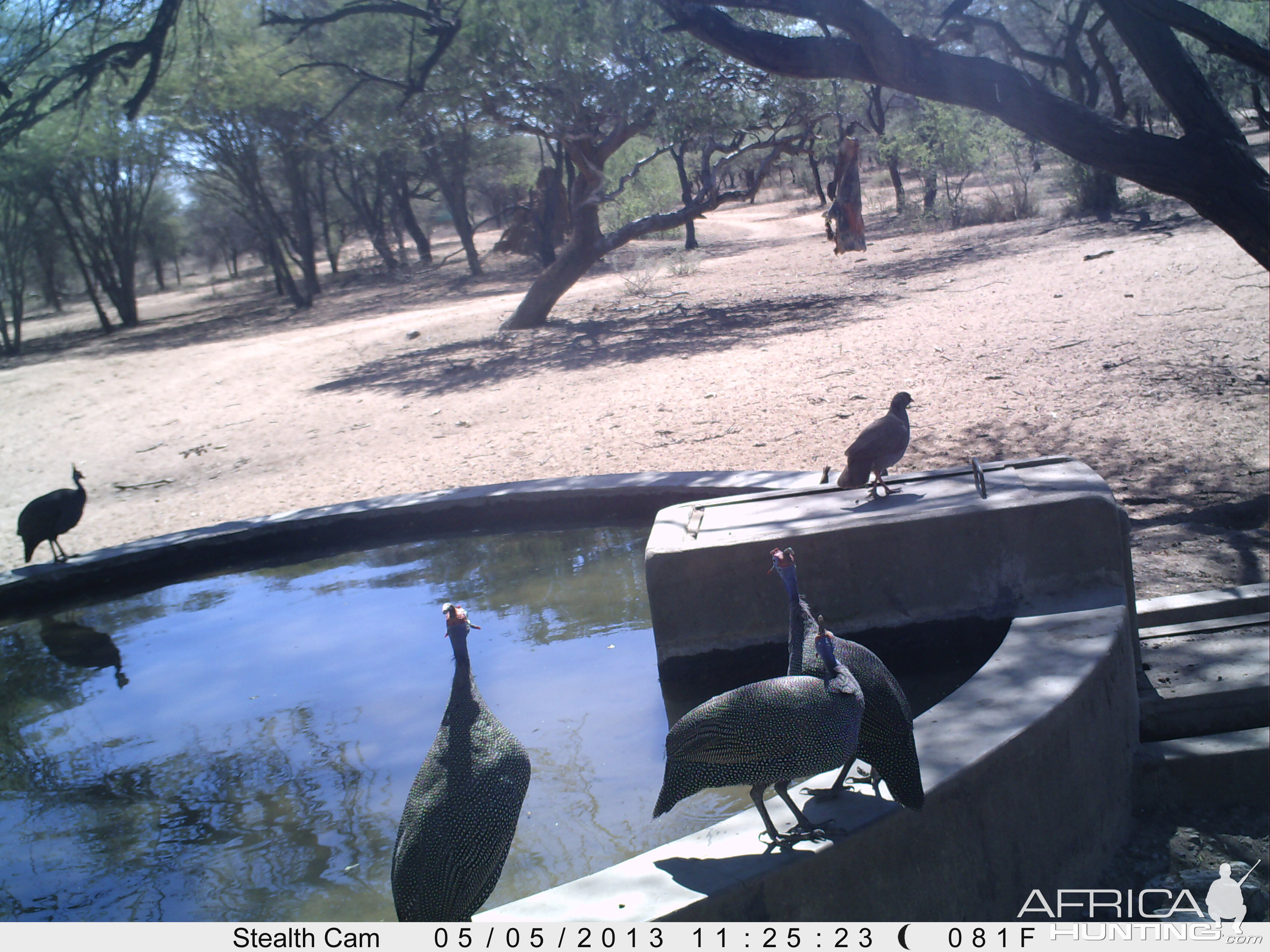 Guineafowl Trail Camera